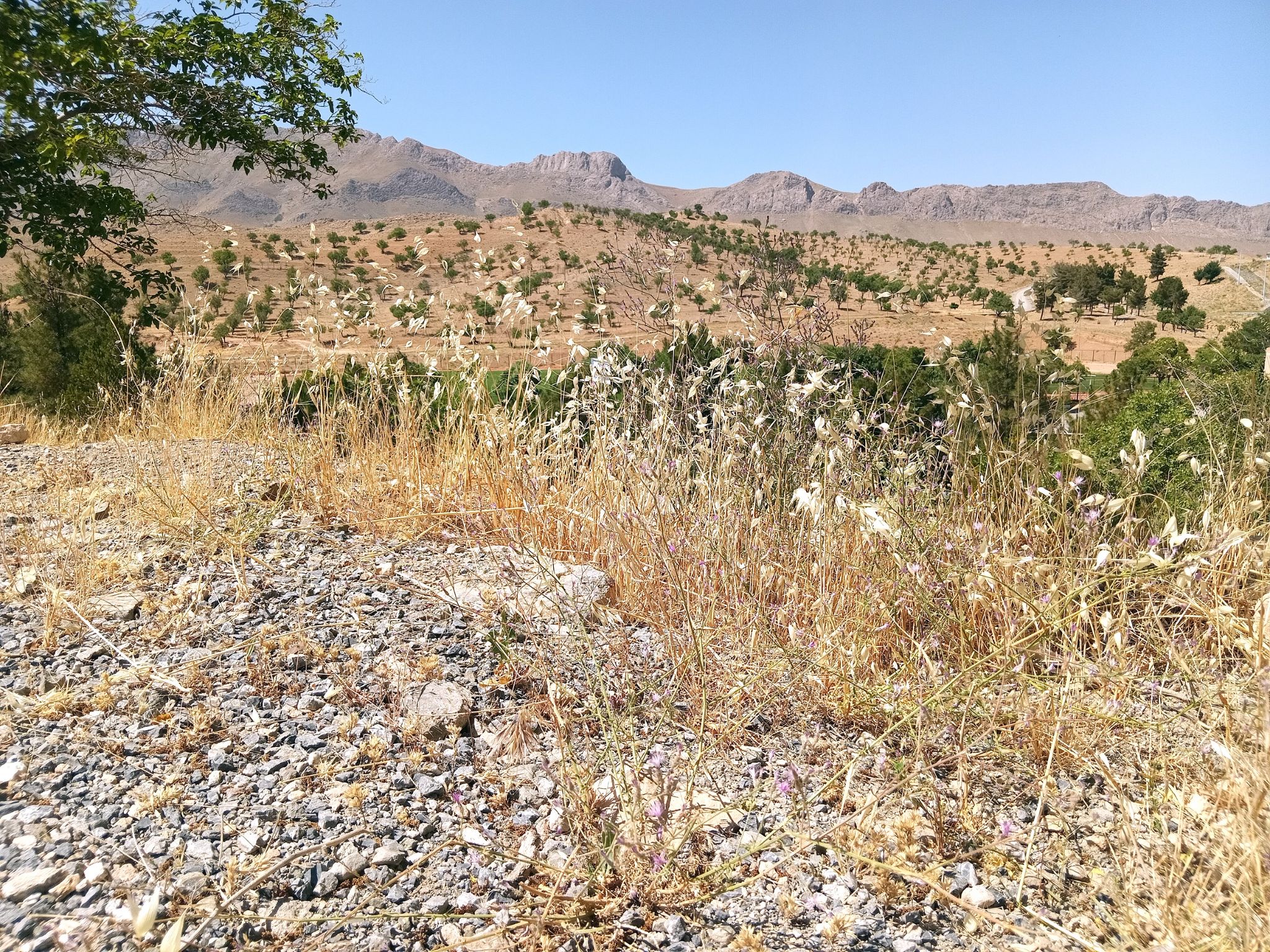 Community photo entitled  by Hassan Dadashi . Arani on 07/17/2024 at Chaharmahal and Bakhtiari province. Iran