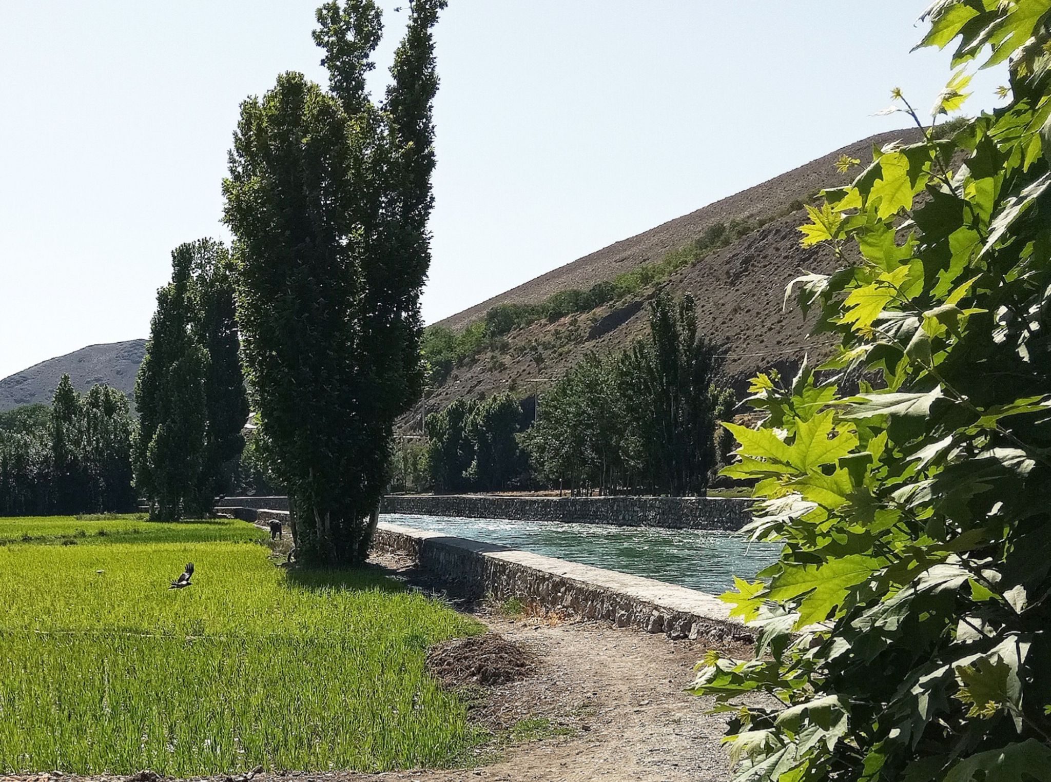 Community photo entitled  by Hassan Dadashi . Arani on 07/27/2024 at Esfahan province. Iran