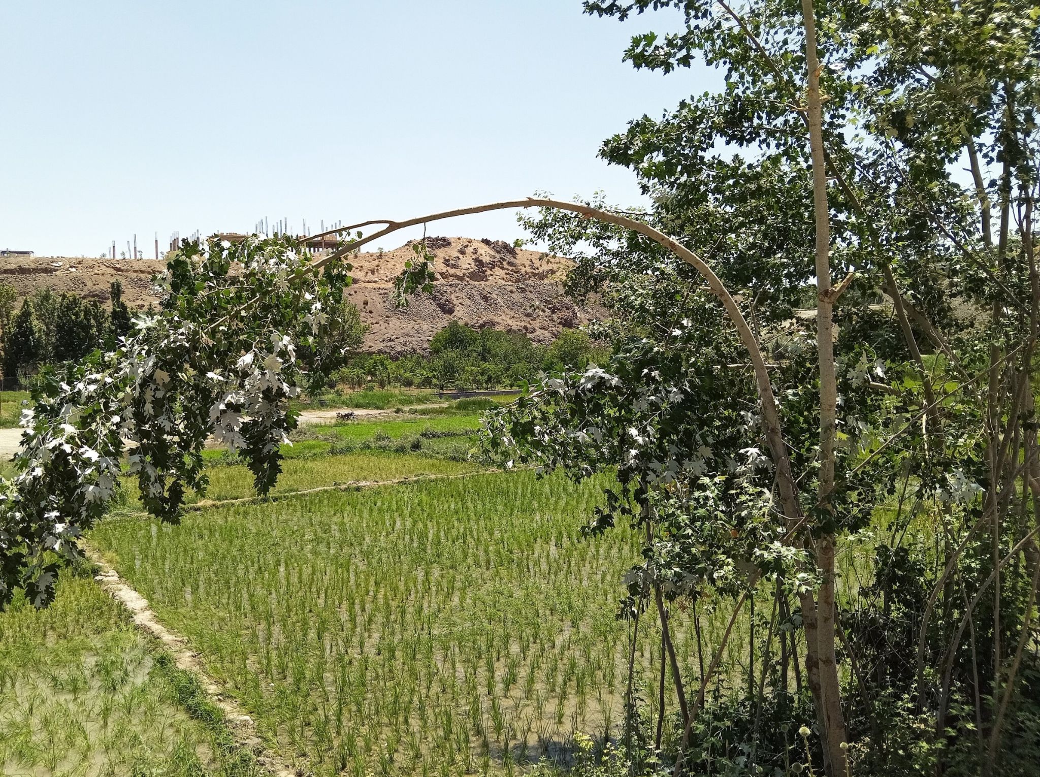 Community photo entitled  by Hassan Dadashi . Arani on 07/30/2024 at Esfahan province. Iran