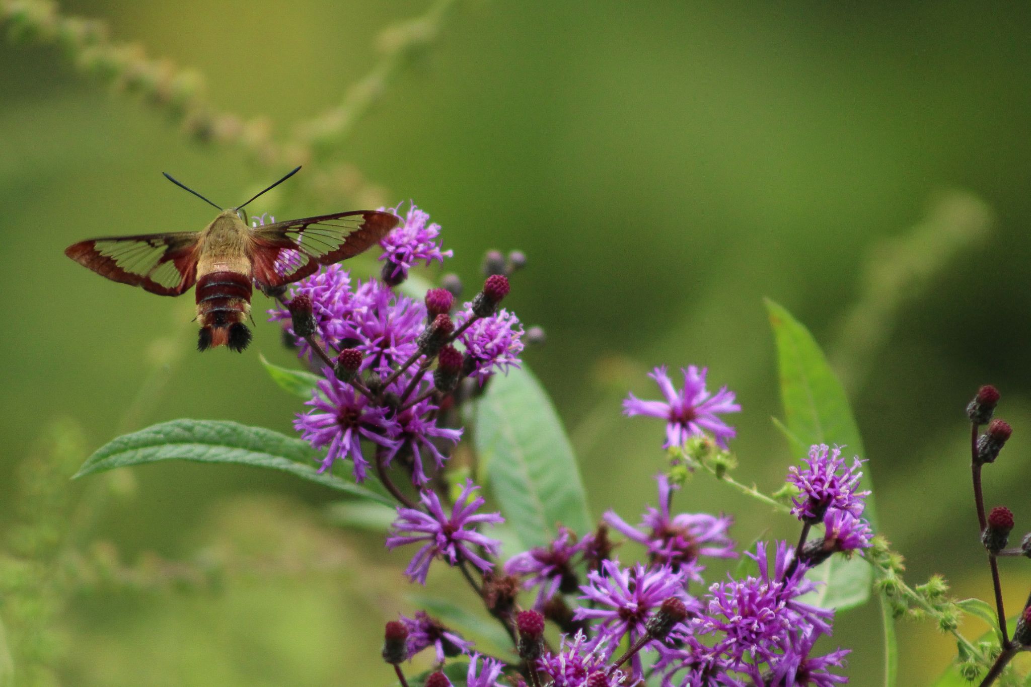 Community photo entitled Hummingbird Moth by Elizabeth Seeley on 08/21/2024 at Morgantown, West Virginia