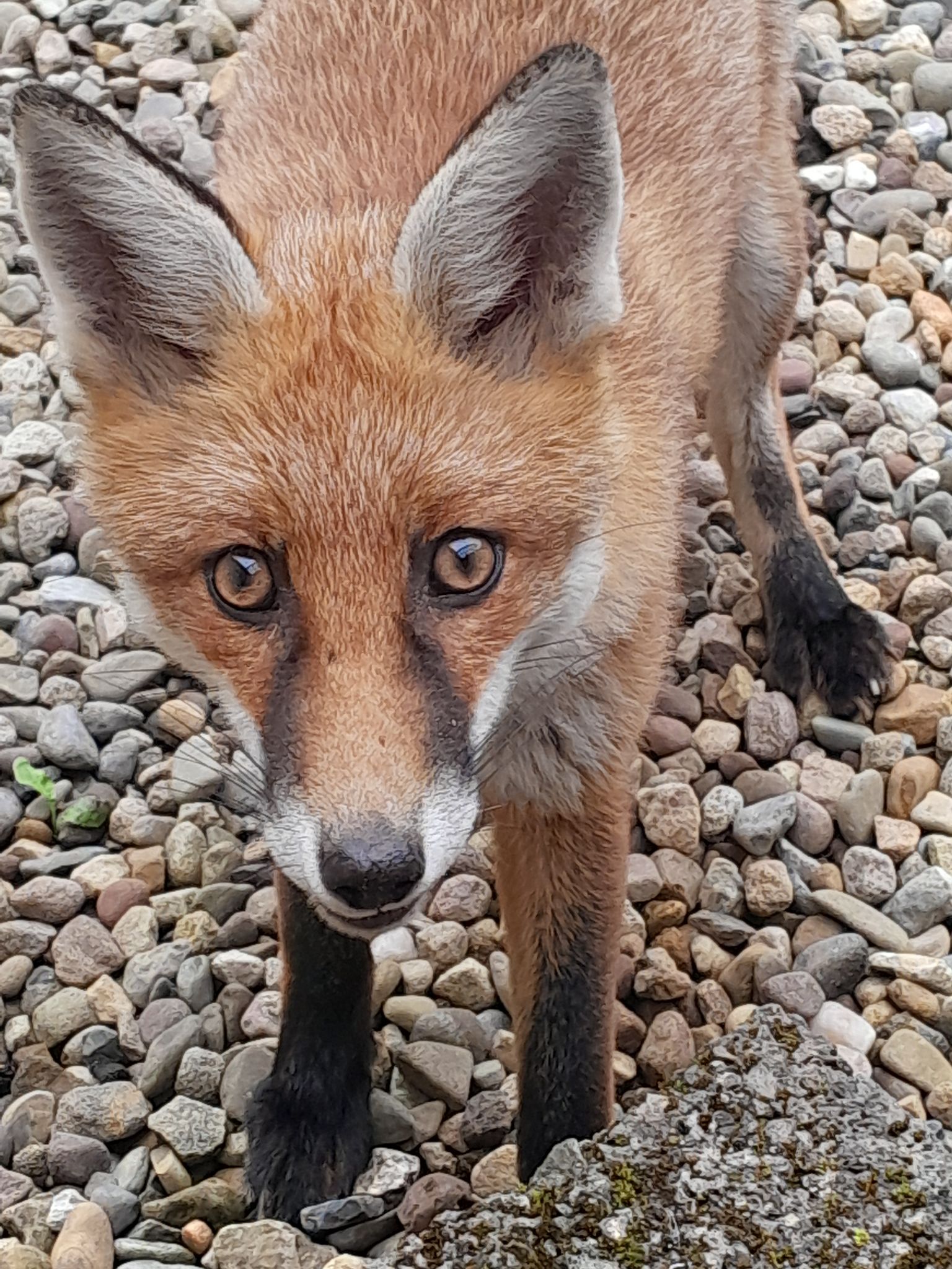 Community photo entitled Foxy Loxy by Yvonne White on 08/16/2024 at Clare Ireland