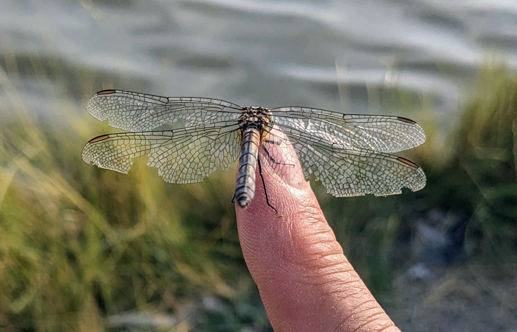 Community photo entitled Dragonfly landed on my finger by Steve Price on 08/02/2024 at Decker Lake, UT