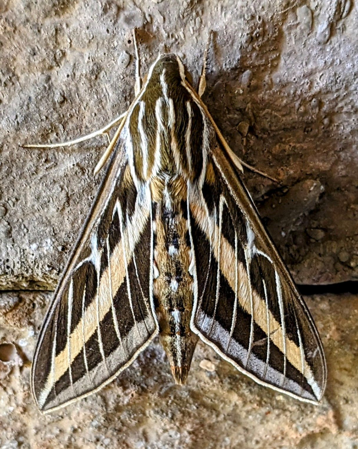 Community photo entitled A Sphinx Moth. by Steve Price on 08/18/2024 at Draper, UT