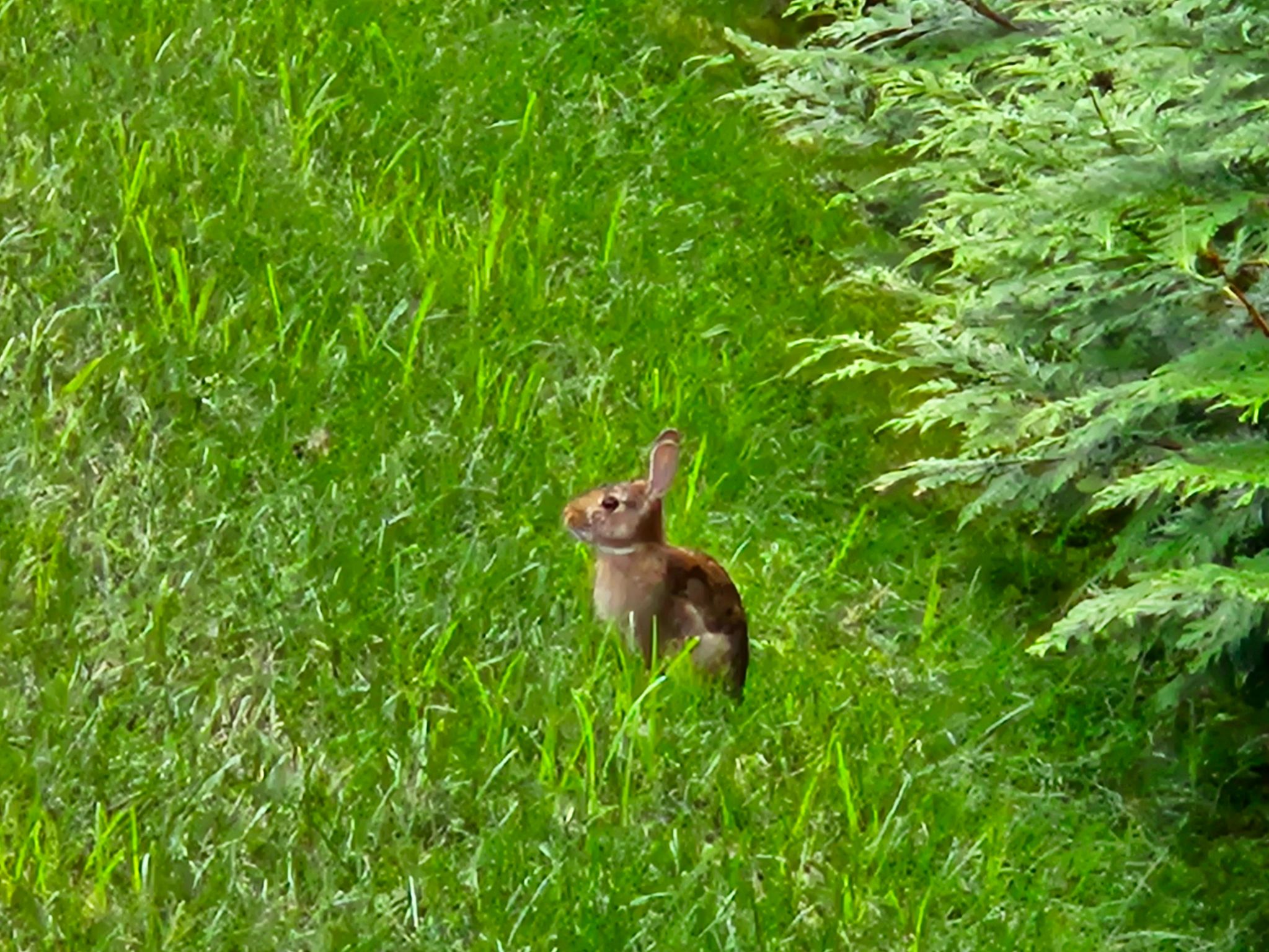 Community photo entitled Summer bunny by C. Gentile on 08/18/2024 at Florham Park, NJ USA