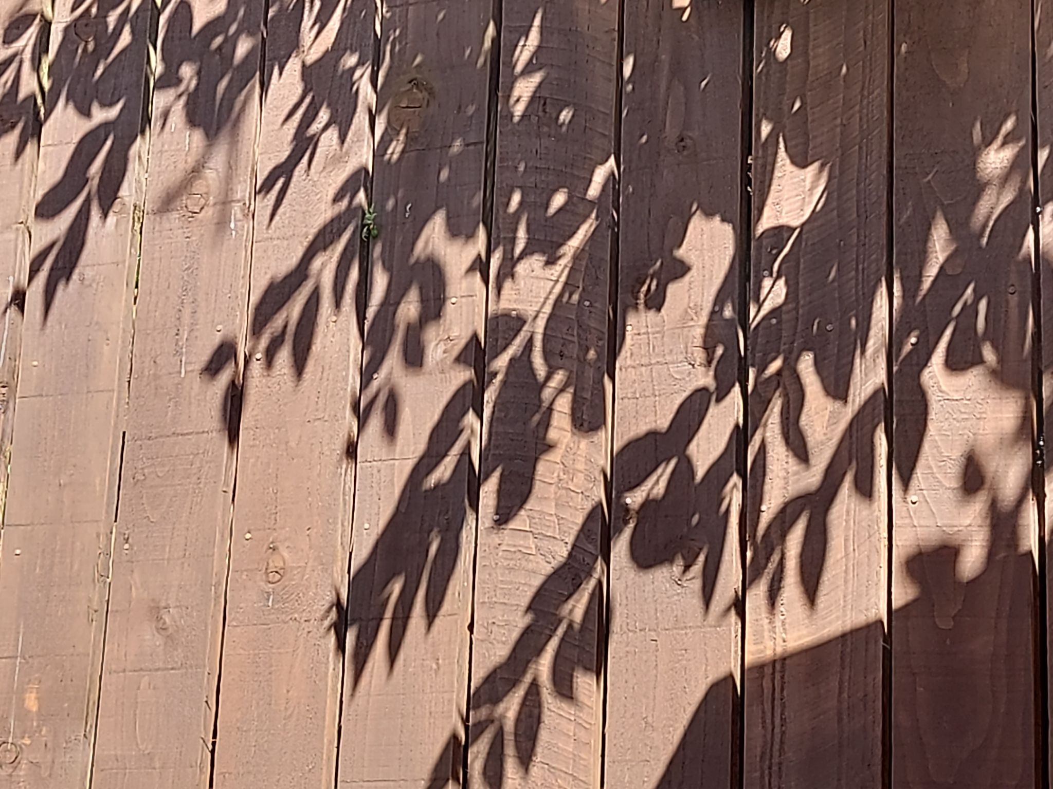 Community photo entitled Shadows. by Anne Read on 08/11/2024 at Orrell Lancashire England.