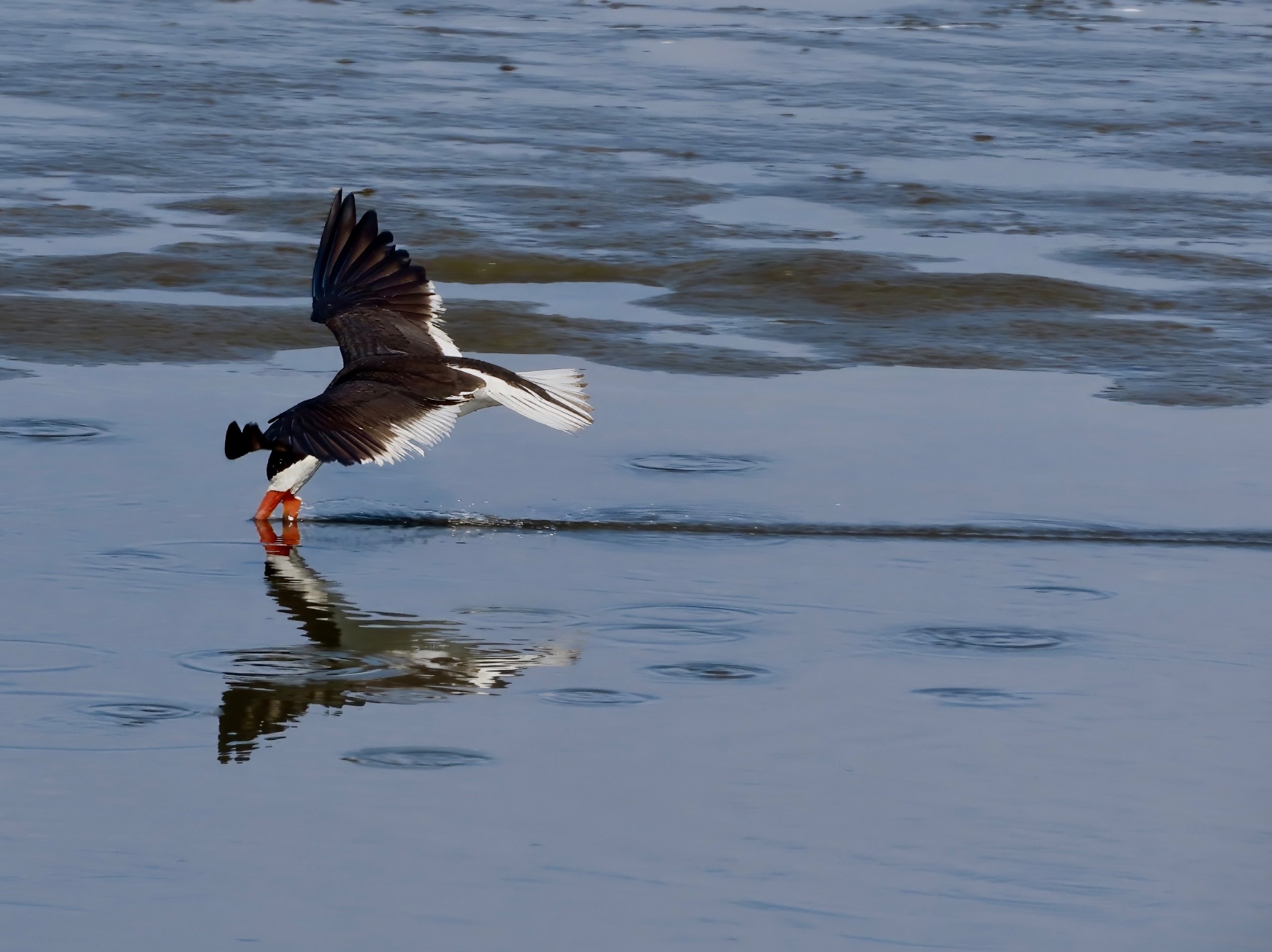 Community photo entitled A Skimmer Just Skimming by Lisa Ann Fanning on 08/11/2024 at Galloway Twp, NJ