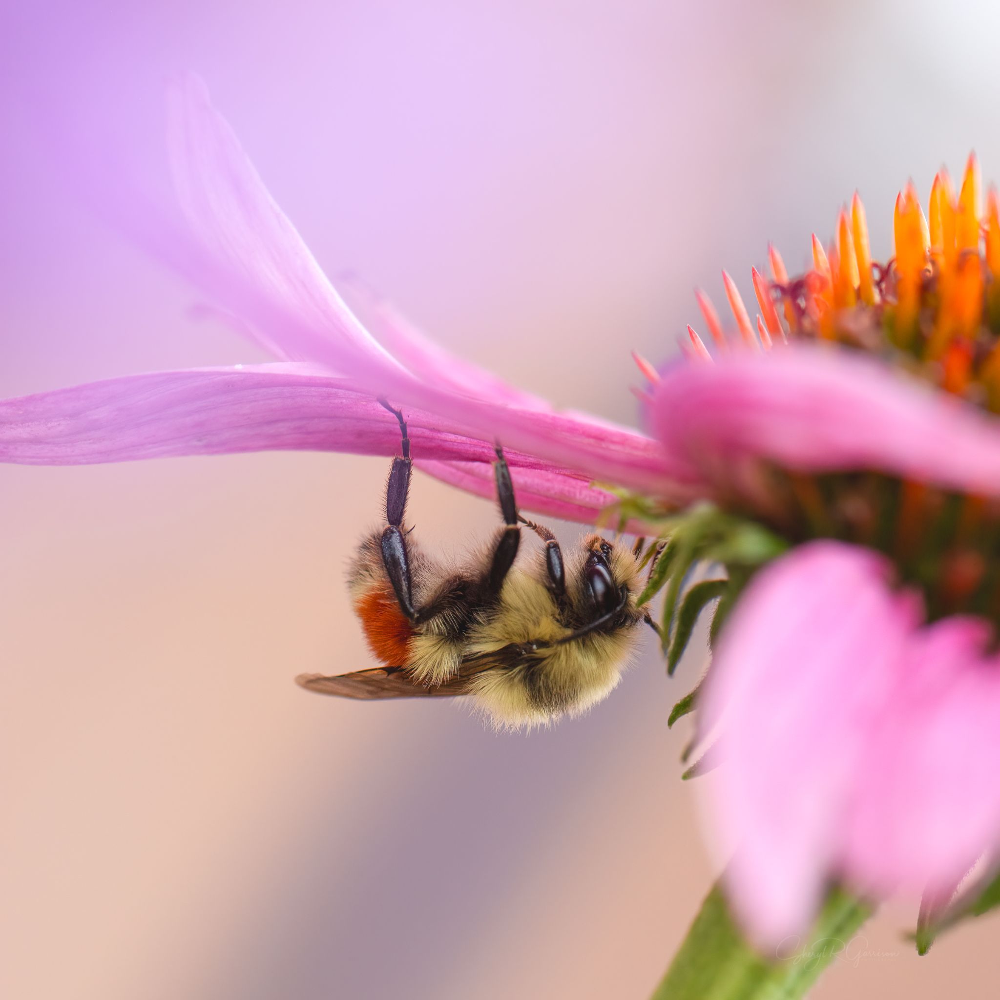 Community photo entitled Bumble by Sheryl R Garrison on 08/13/2024 at Southern Alberta, Canada