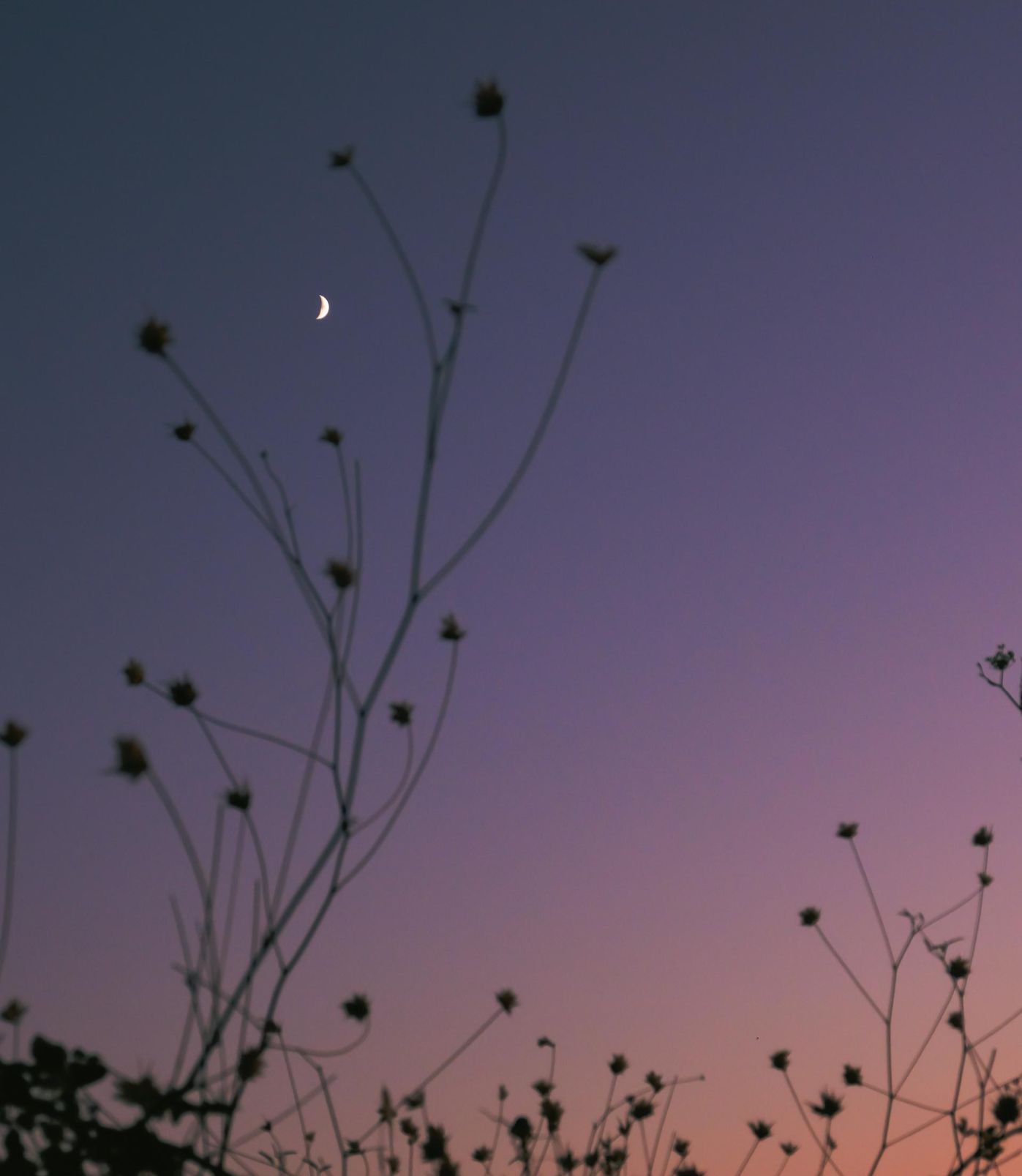 Community photo entitled Moon in the summer twilight by Teresa Molinaro on 08/10/2024 at Sicily, Italy