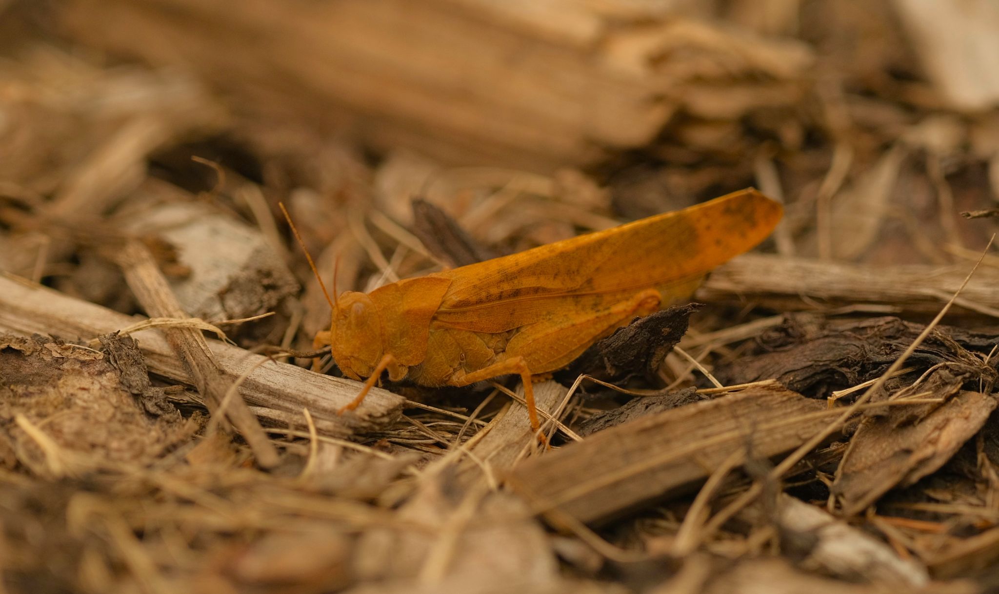 Community photo entitled Carolina Grasshopper by Elmarie van Rooyen on 08/22/2024 at Smoky Lake, AB, Canada