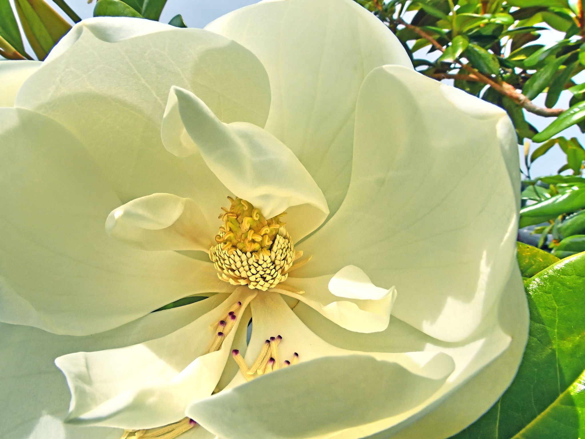 Community photo entitled Magnolia by Cecille Kennedy on 08/12/2024 at Agate Beach, Oregon