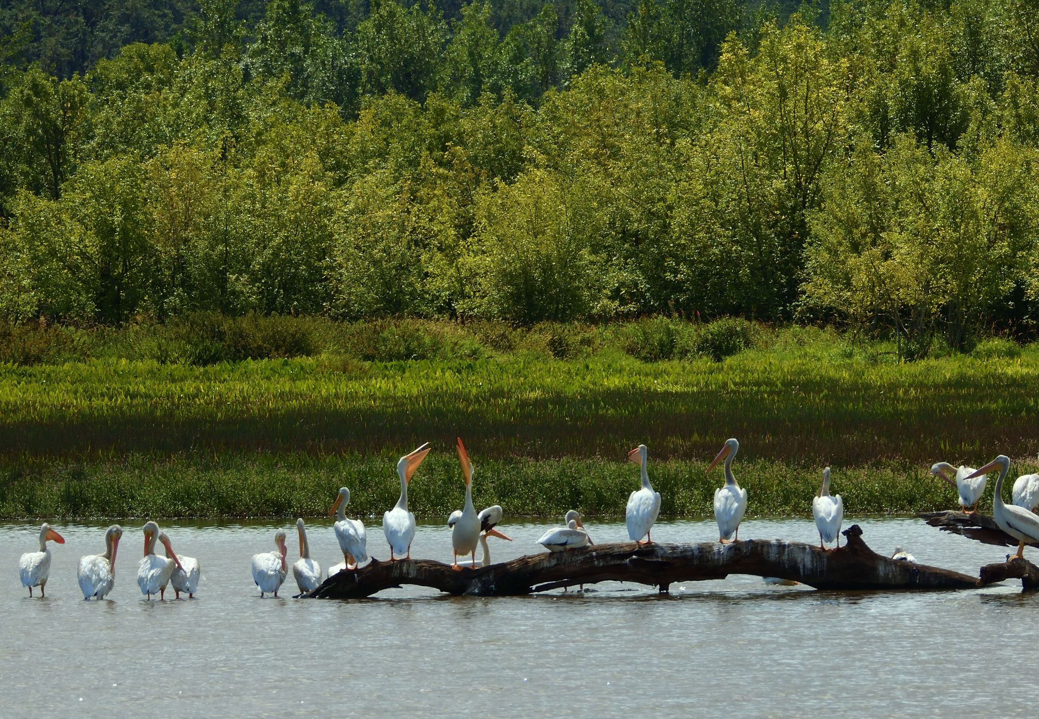 Community photo entitled American White Pelicans by Cecille Kennedy on 08/18/2024 at Monroe, Oregon