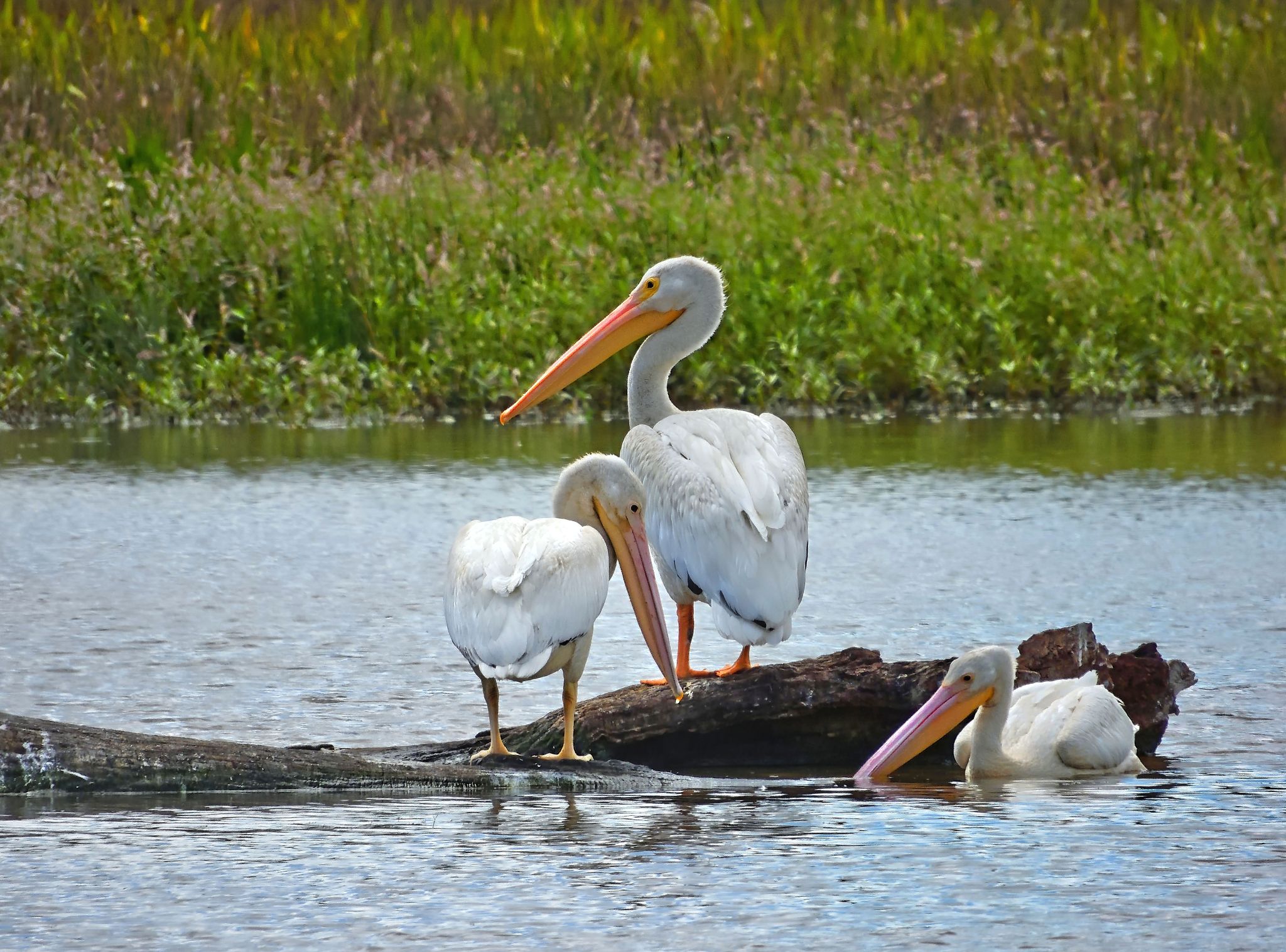 Community photo entitled American White Pelican Trio by Cecille Kennedy on 08/18/2024 at Monroe, Oregon