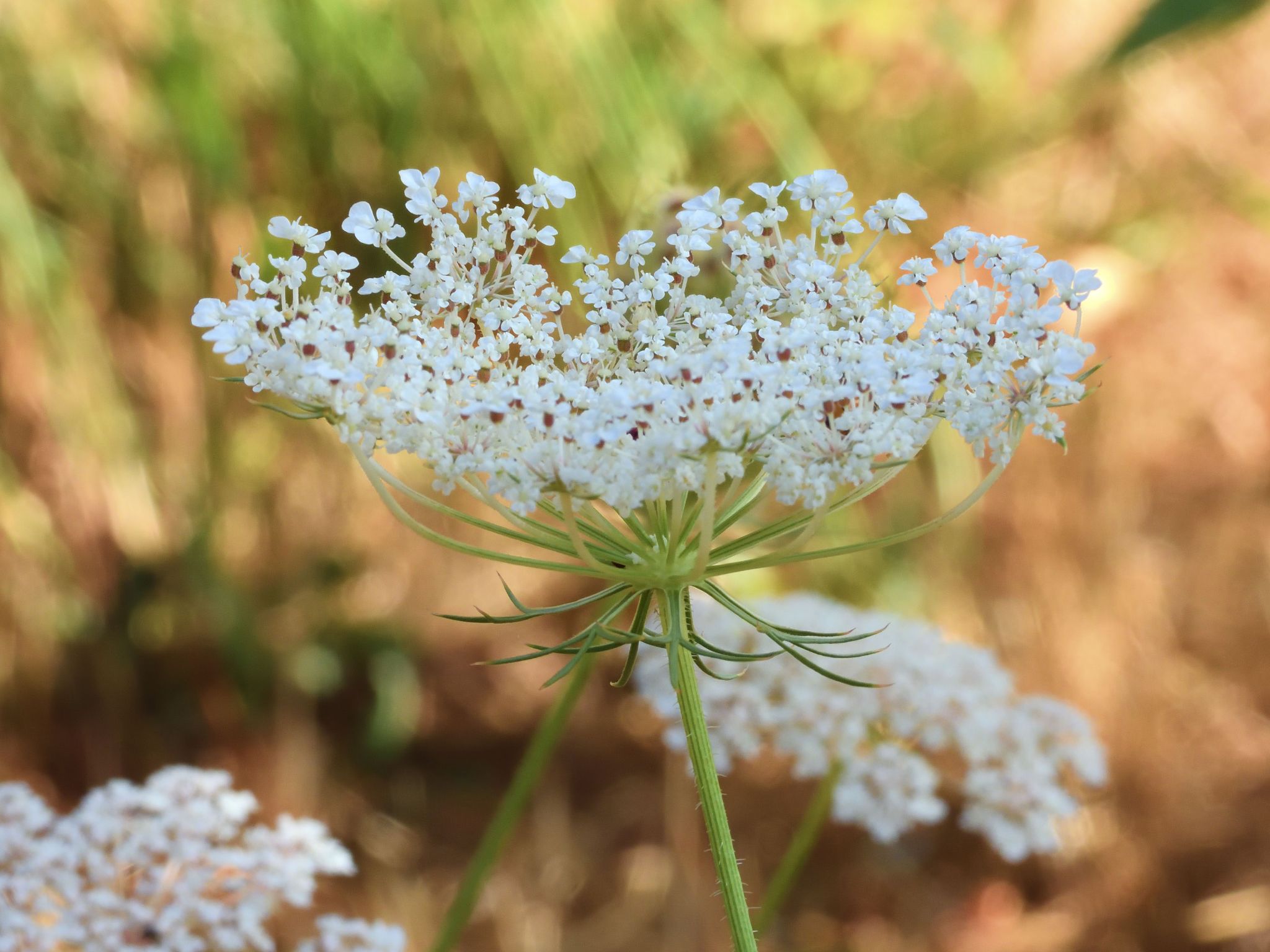 Community photo entitled Yarrow by Cecille Kennedy on 08/20/2024 at Monroe, Oregon