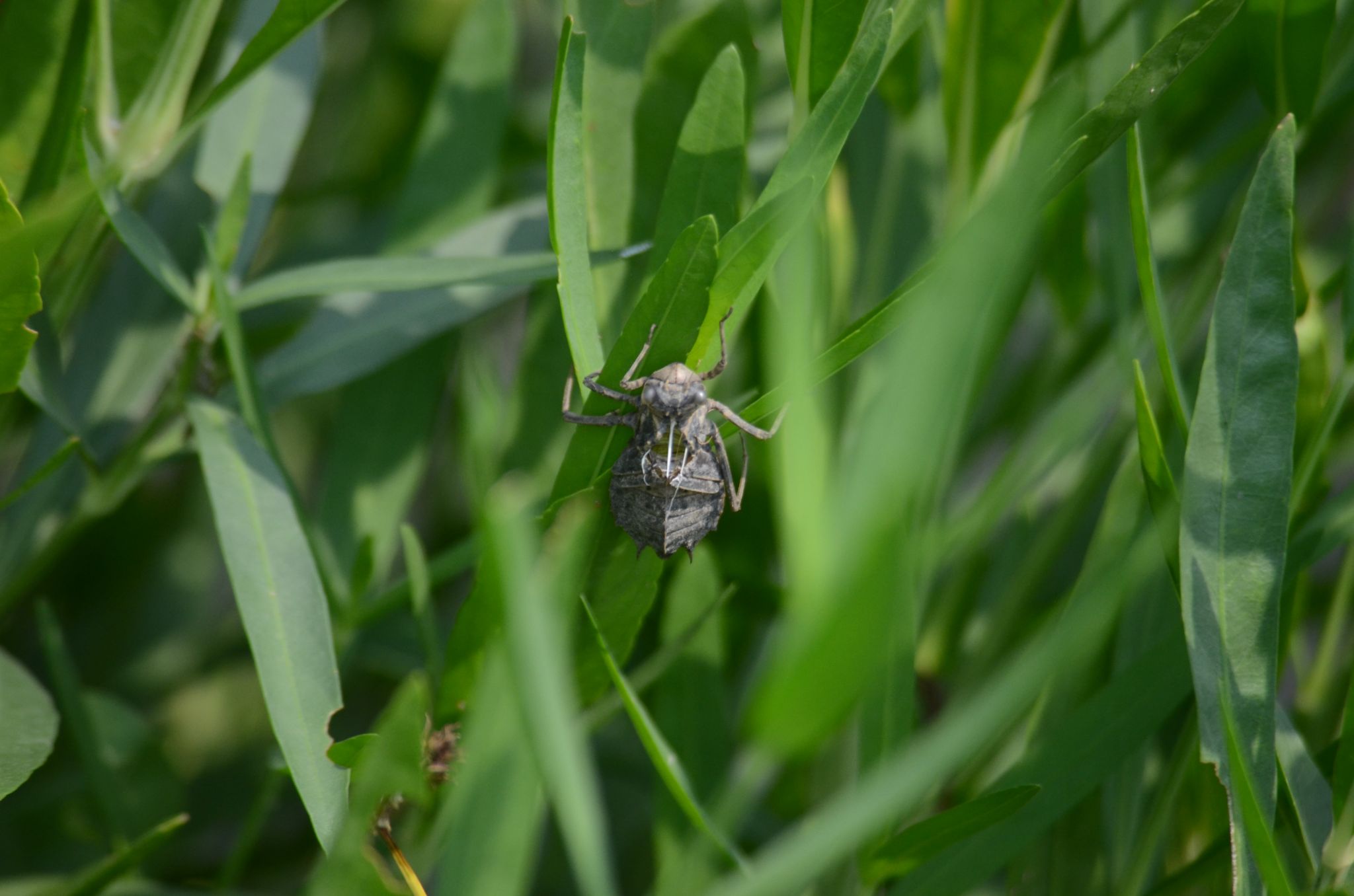 Community photo entitled A dragonfly?  Really? by Randy Strauss on 07/24/2024 at Walnut Creek Lake, Nebraska