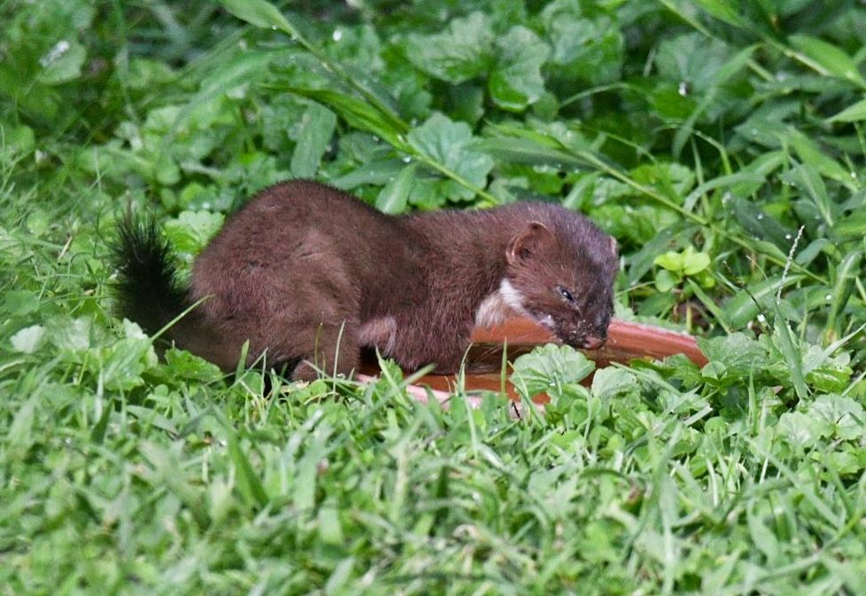 Community photo entitled Surprise Weasel Sighting by Lorraine Boyd on 08/24/2024 at Delmar, New York