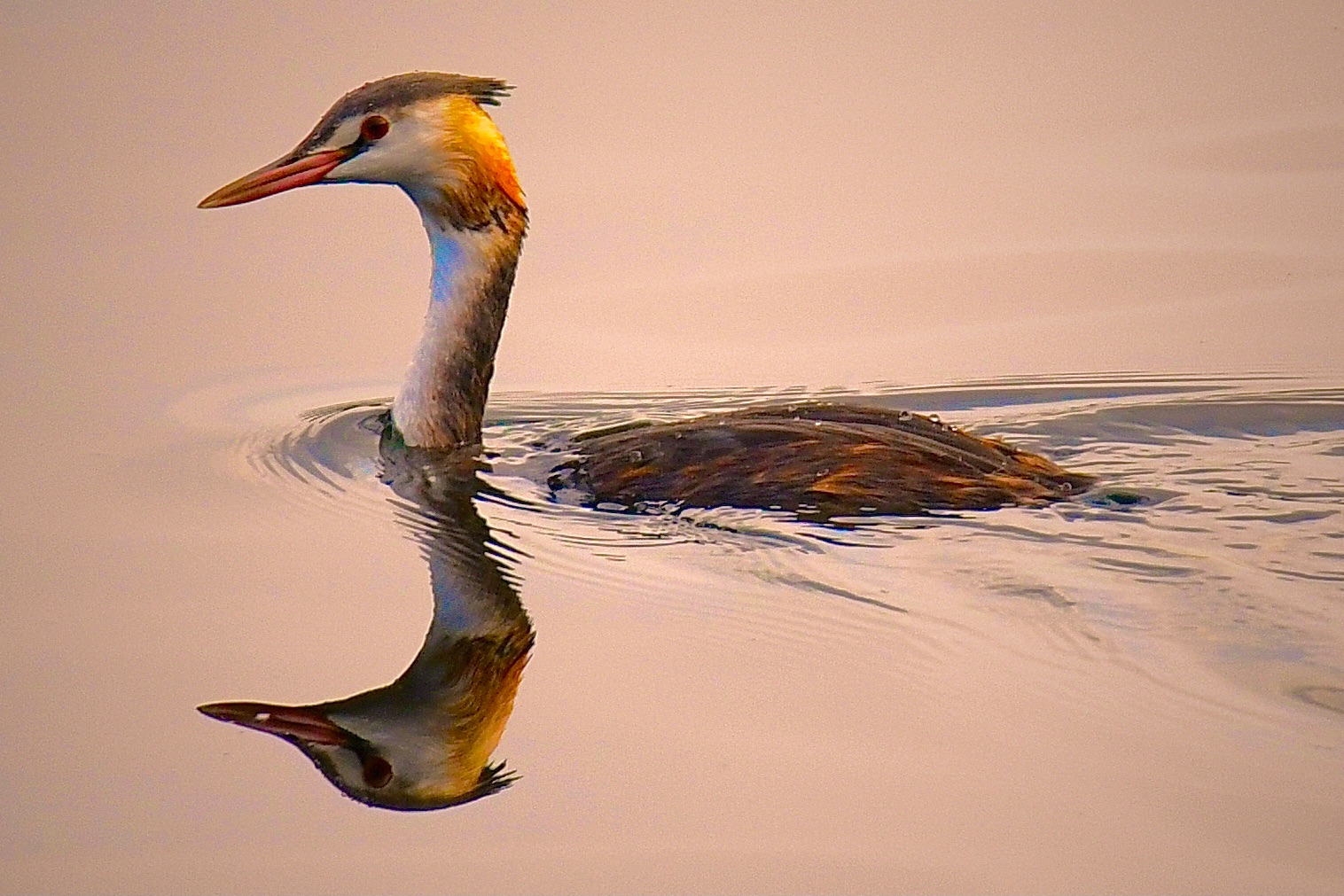 Community photo entitled Serene and Calm by Cairbre Ó Ciardha on 08/31/2024 at Vartry Reservoir,Wicklow, Ireland