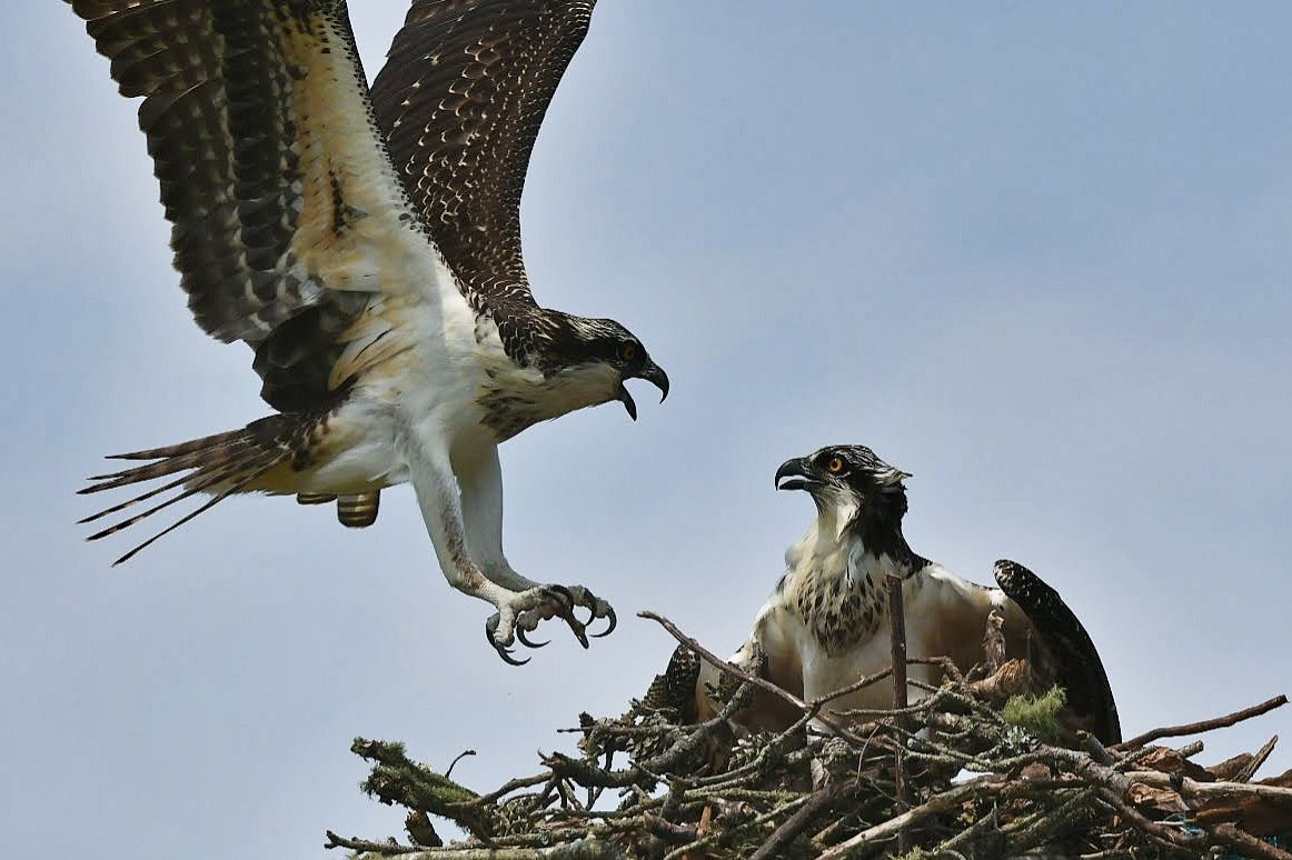 Community photo entitled You Can Fly! by Lorraine Boyd on 08/02/2024 at Wellfleet, Cape Cod, Mass.