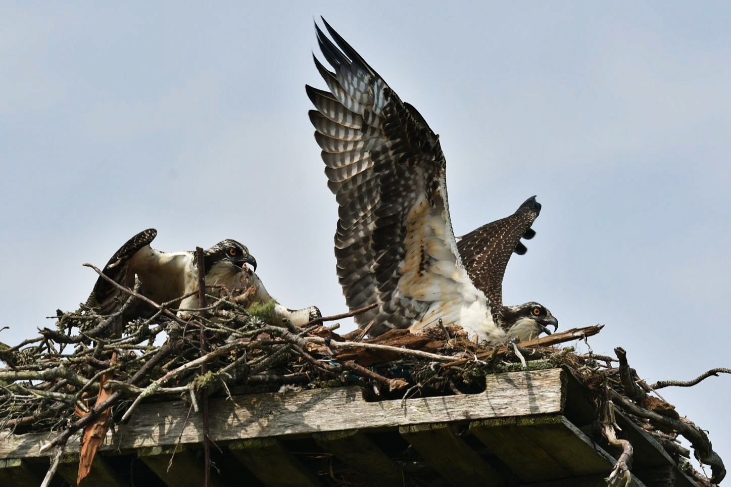 Community photo entitled Young Osprey Siblings by Lorraine Boyd on 08/02/2024 at Wellfleet, Cape Cod, Massachusetts