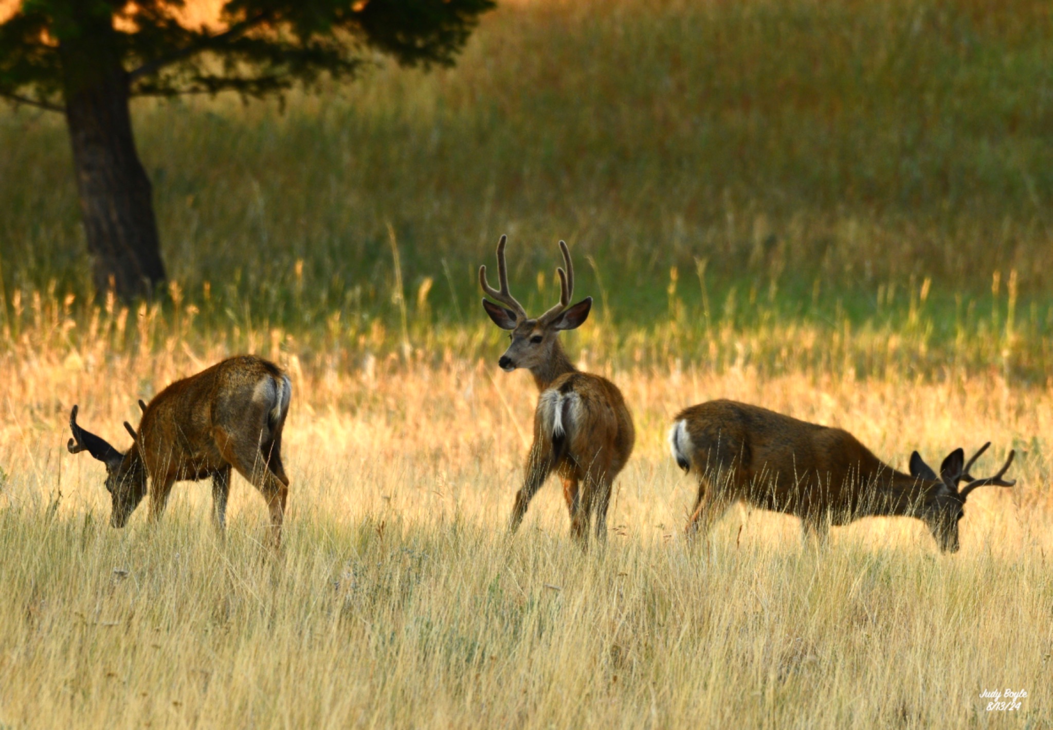 Community photo entitled  by Judy Boyle on 08/13/2024 at Whitehall, Montana USA