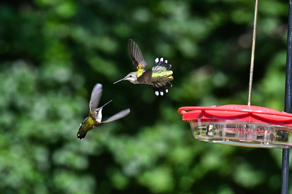 Community photo entitled Playful Hummingbirds by Lorraine Boyd on 08/07/2024 at Delmar, New York