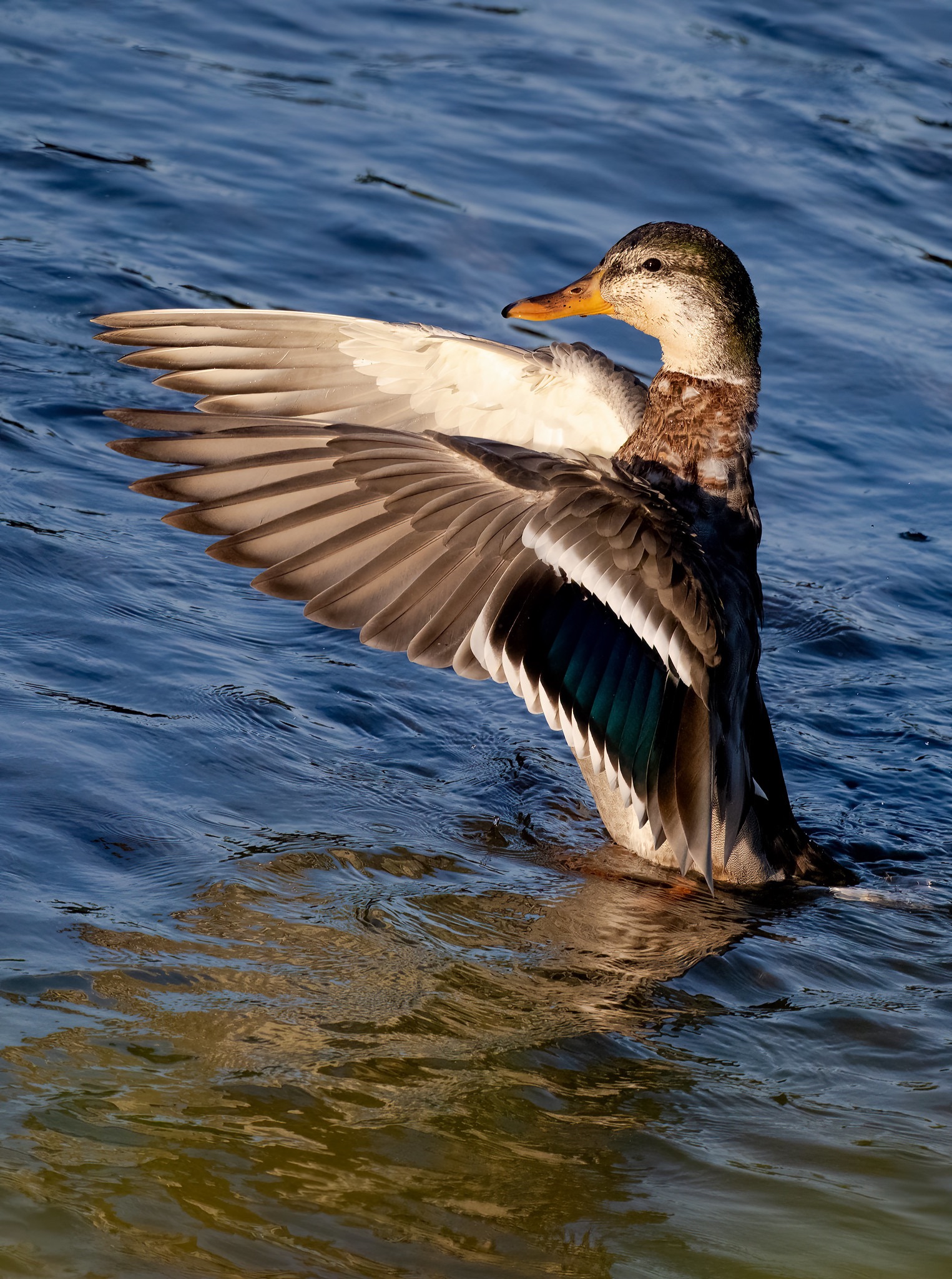 Community photo entitled Greeting the morning by Eliot Herman on 08/15/2024 at Anchorage AK