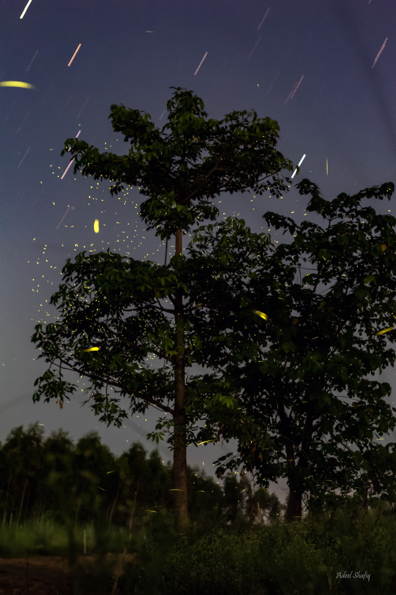 Community photo entitled Fireflies are stars that could not journey to the sky! by Adeel Shafiq on 08/15/2024 at Jhelum, Punjab, Pakistan