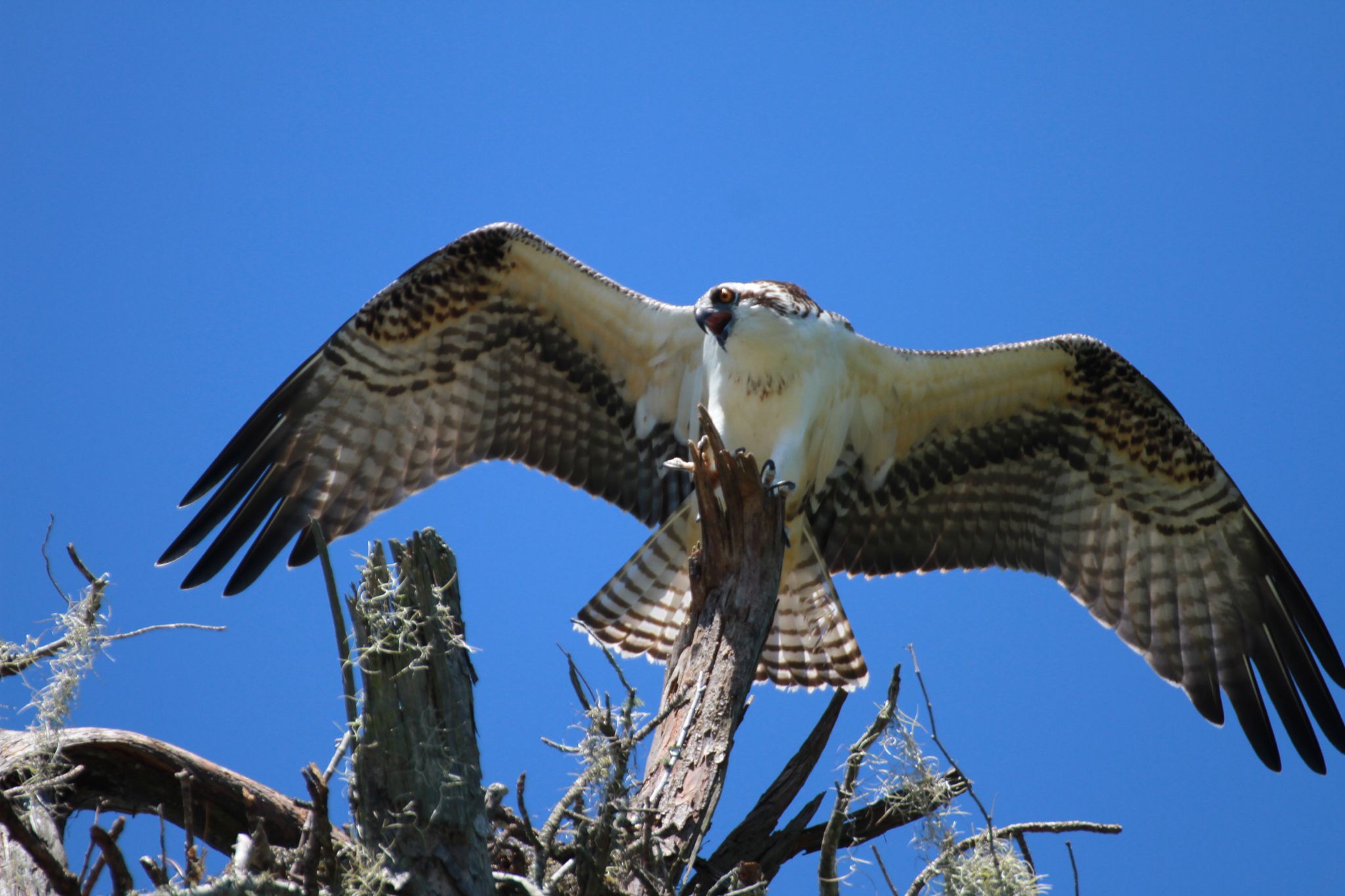 Community photo entitled The Osprey has landed.... by Richard Ives on 08/04/2024 at Niceville, FL USA