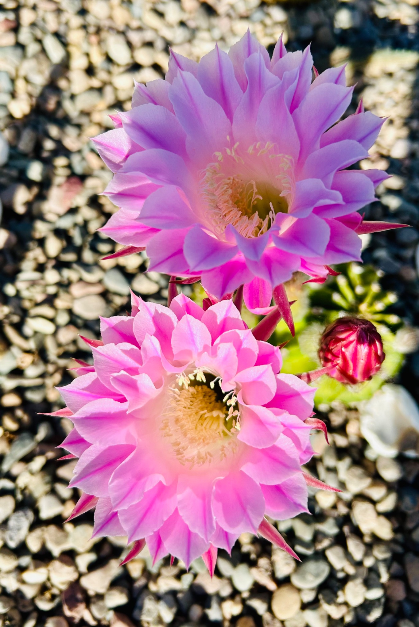 Community photo entitled Good Morning by Muneka Stephens on 08/13/2024 at Sierra Vista, Arizona