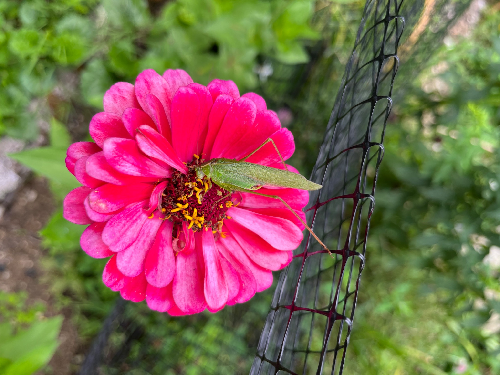 Community photo entitled Zinnia Power by Darby Crowley on 08/27/2024 at South Hiram, Maine. USA