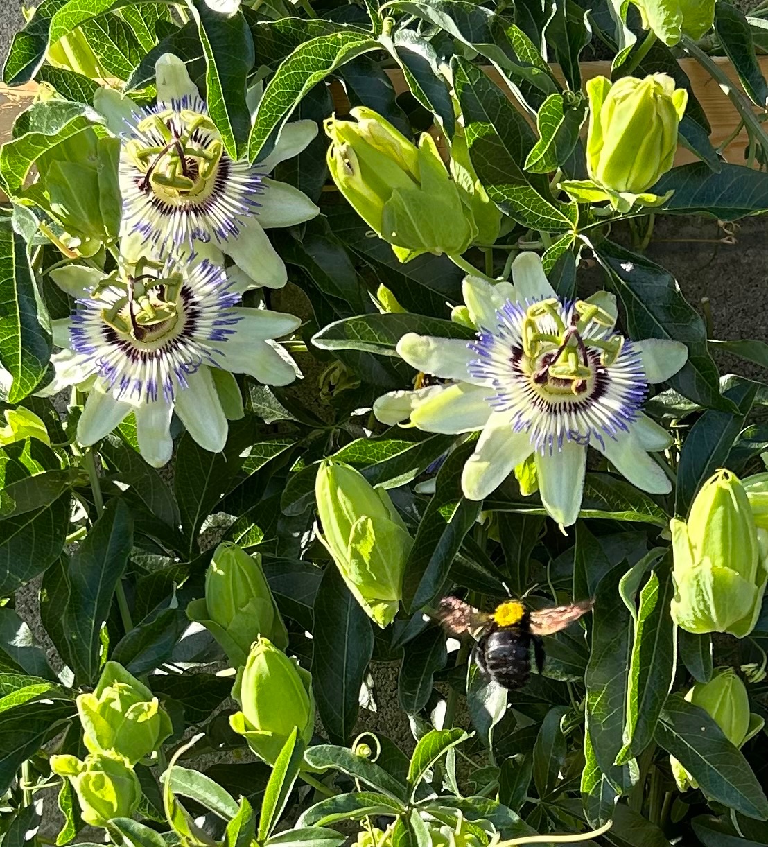 Community photo entitled Busy Bumblebee by Muneka Stephens on 08/11/2024 at Sierra Vista, Arizona