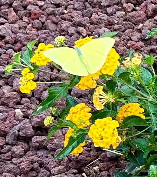 Community photo entitled Fly Away by Muneka Stephens on 08/16/2024 at Sierra Vista,Arizona