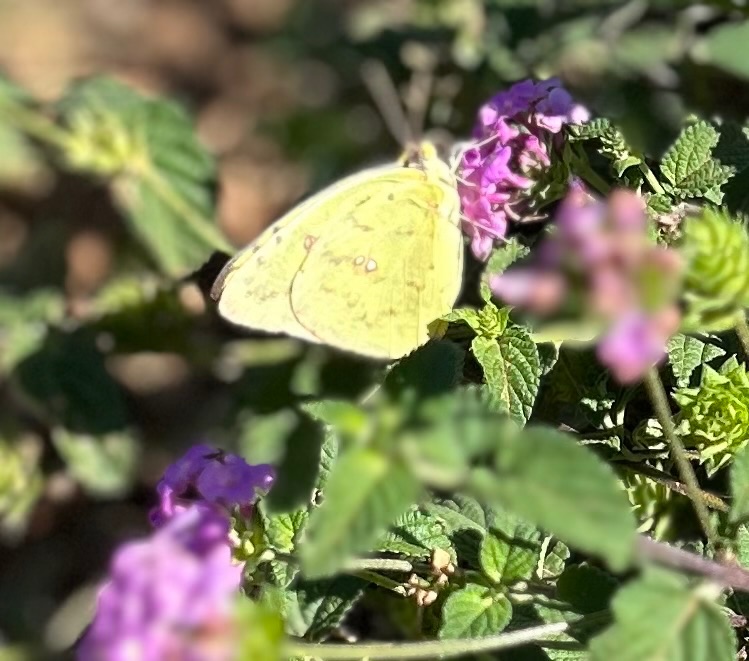 Community photo entitled Little Butterfly by Muneka Stephens on 08/20/2024 at Sierra Vista, Arizona