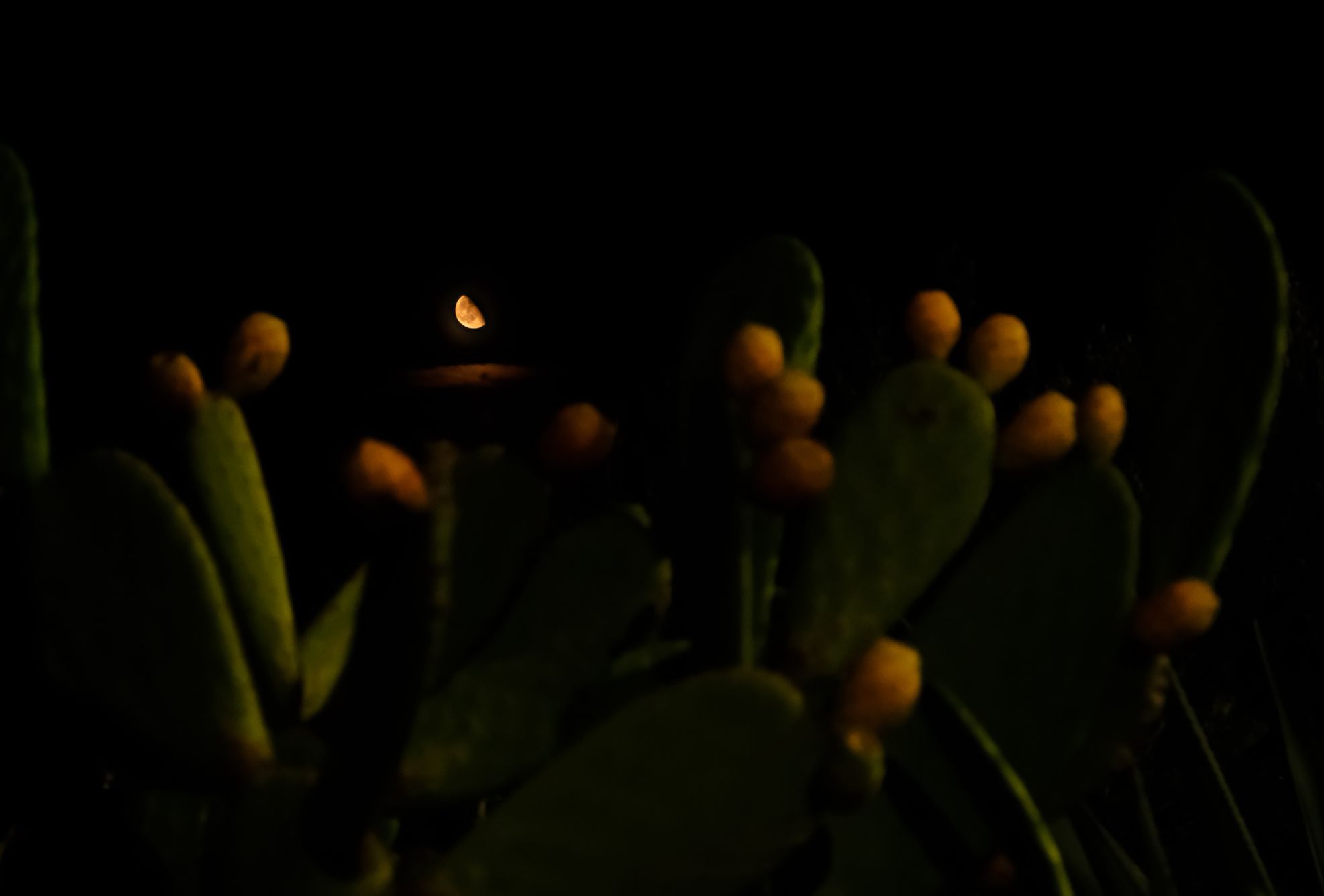 Community photo entitled Sicilian moonrise by Teresa Molinaro on 08/24/2024 at Palermo, Sicily, Italy