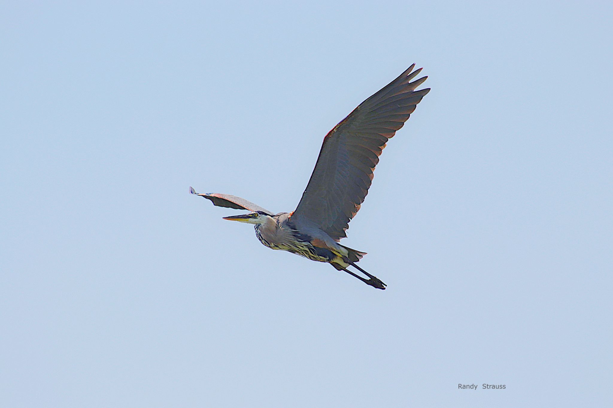 Community photo entitled Majesty in motion by Randy Strauss on 08/17/2024 at Walnut Creek Lake, Nebraska