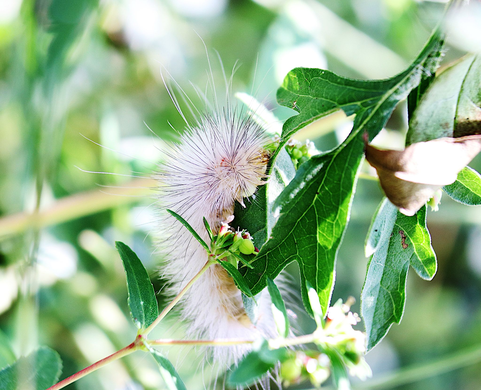 Community photo entitled Fuzzy perfection by Randy Strauss on 08/19/2024 at Walnut Creek Lake