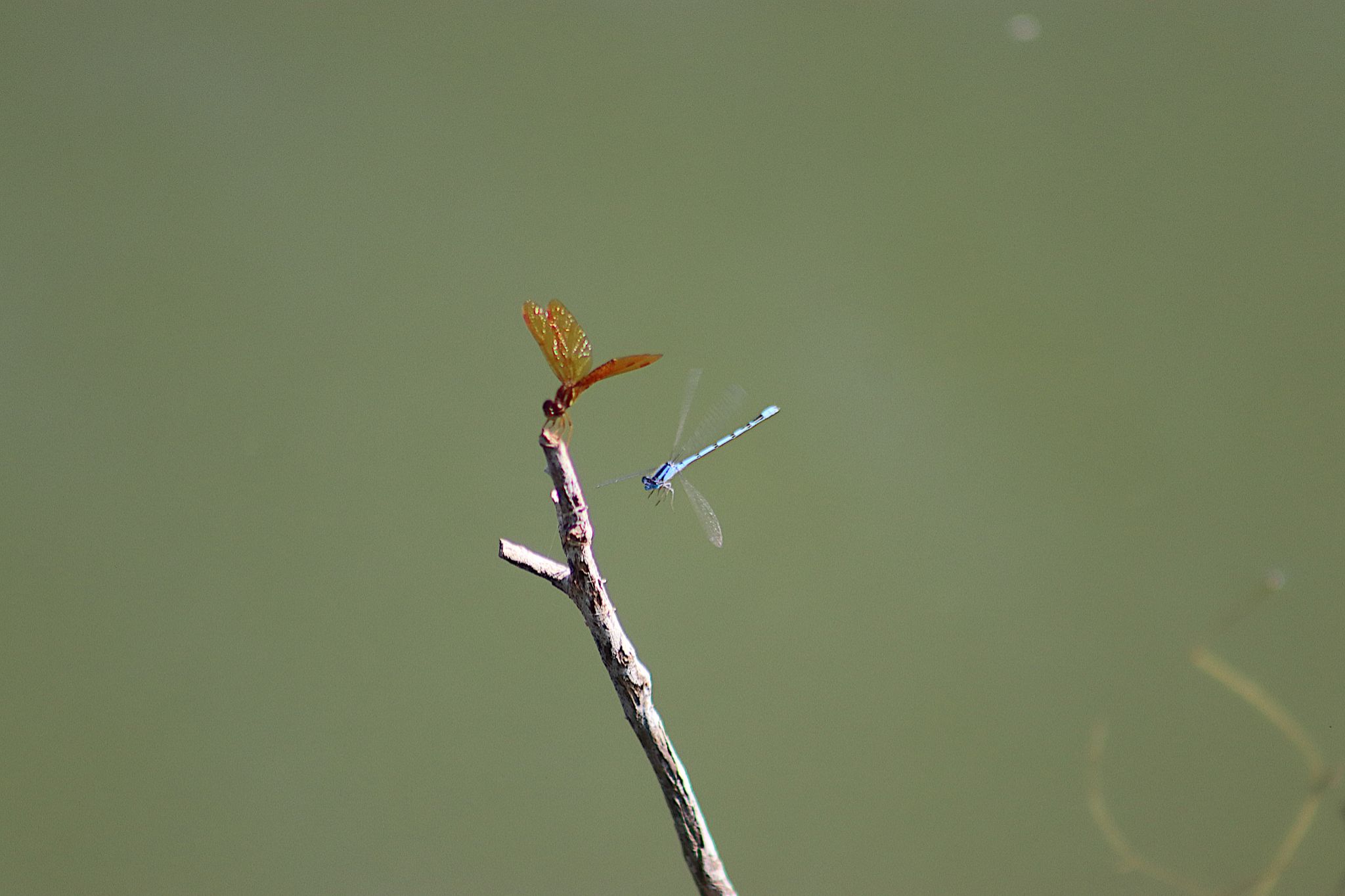 Community photo entitled A twofer by Randy Strauss on 08/19/2024 at Walnut Creek Lake, Nebraska