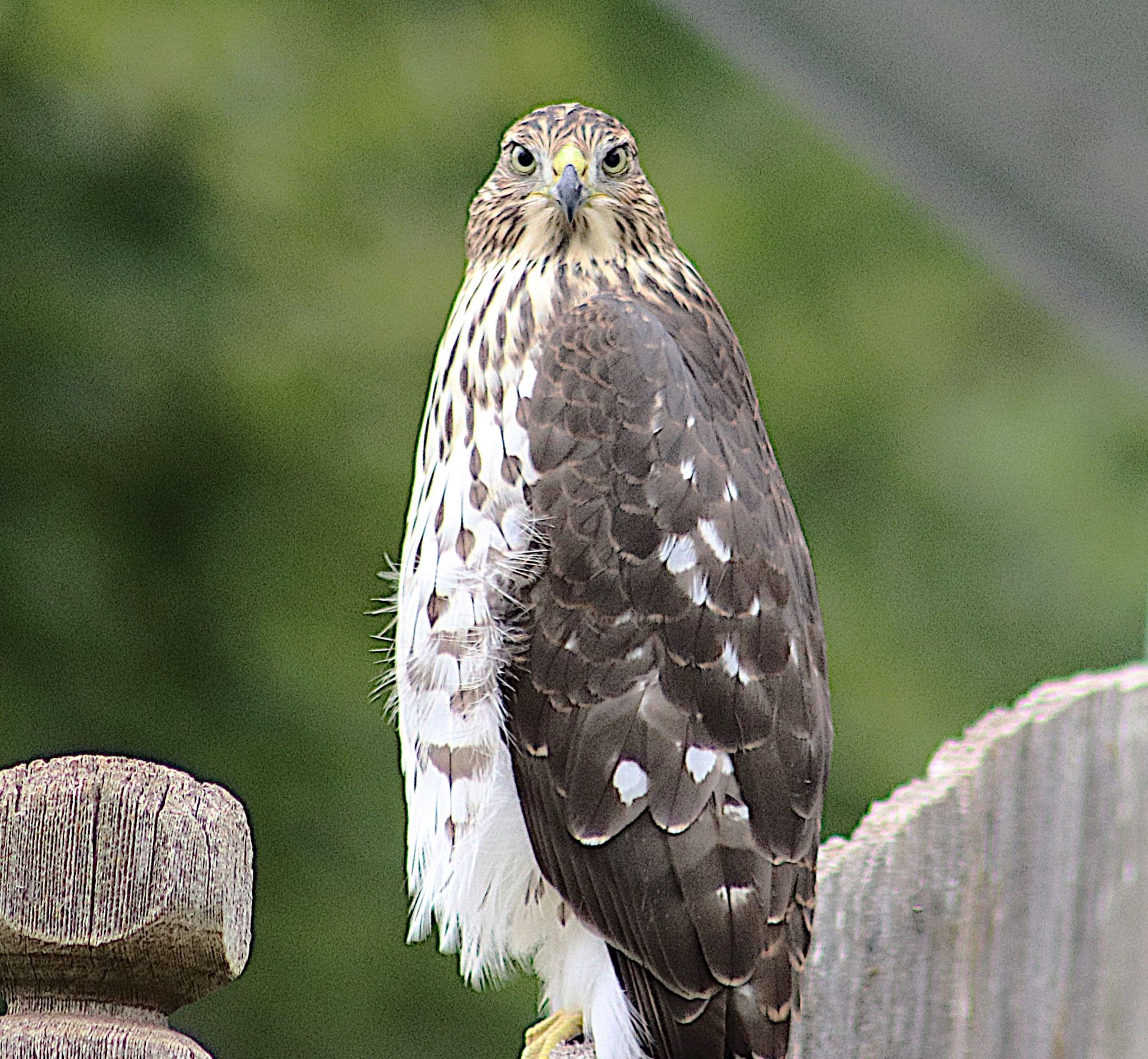 Community photo entitled Where did all the birds go? by Randy Strauss on 08/20/2024 at Omaha suburb, Nebraska