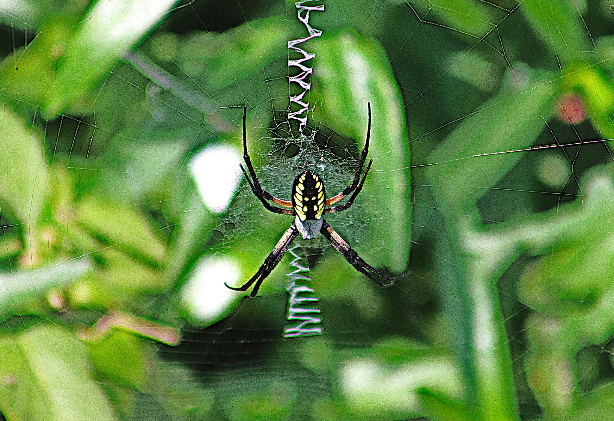 Community photo entitled A real attention-getter by Randy Strauss on 08/24/2024 at Walnut Creek Lake, Nebraska