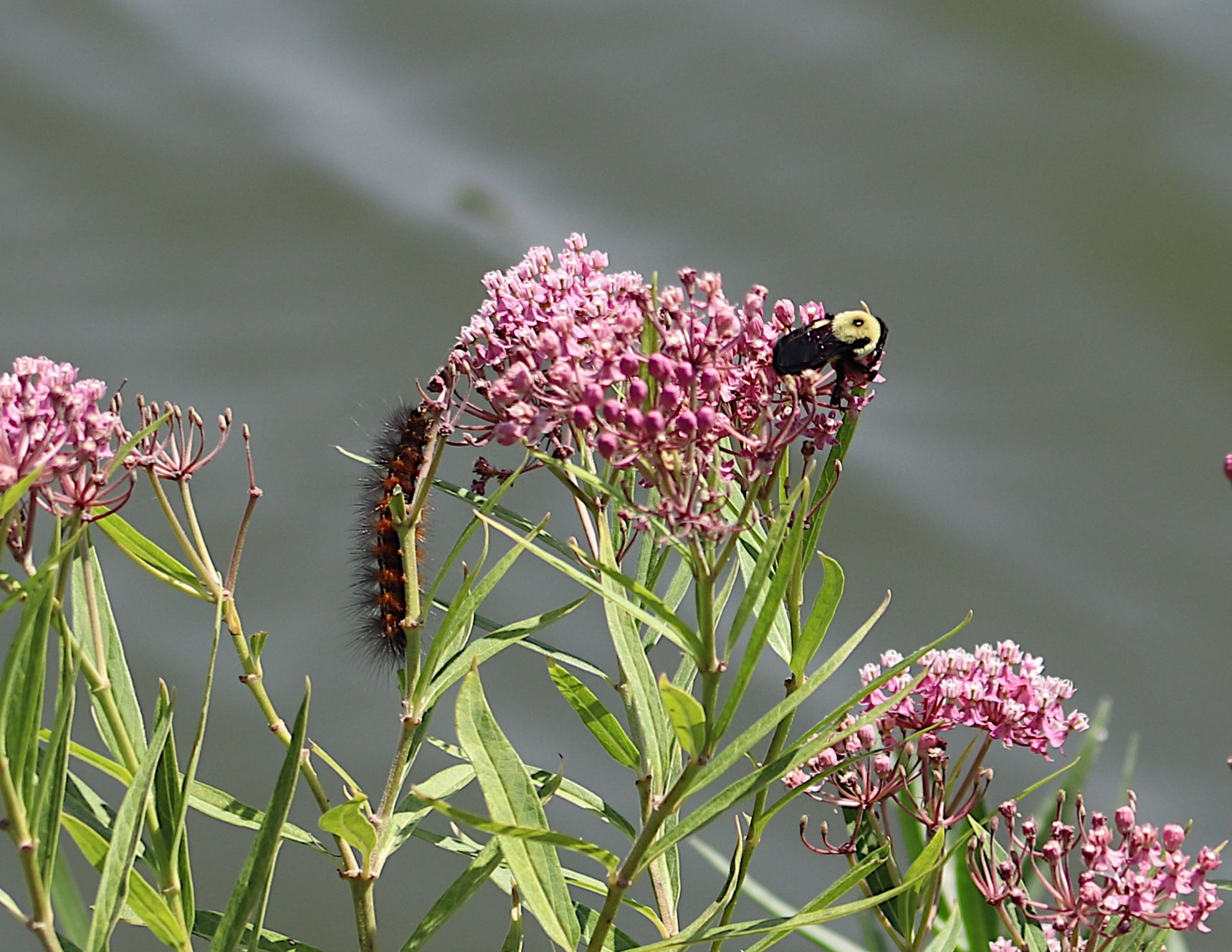 Community photo by Randy Strauss | Walnut Creek Lake, Nebraska