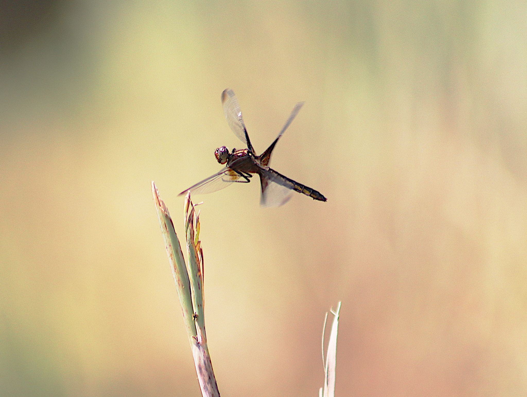 Community photo entitled Cleared to land Dragonfly Airlines flight 123... by Randy Strauss on 08/24/2024 at Walnut Creek Lake, Nebraska