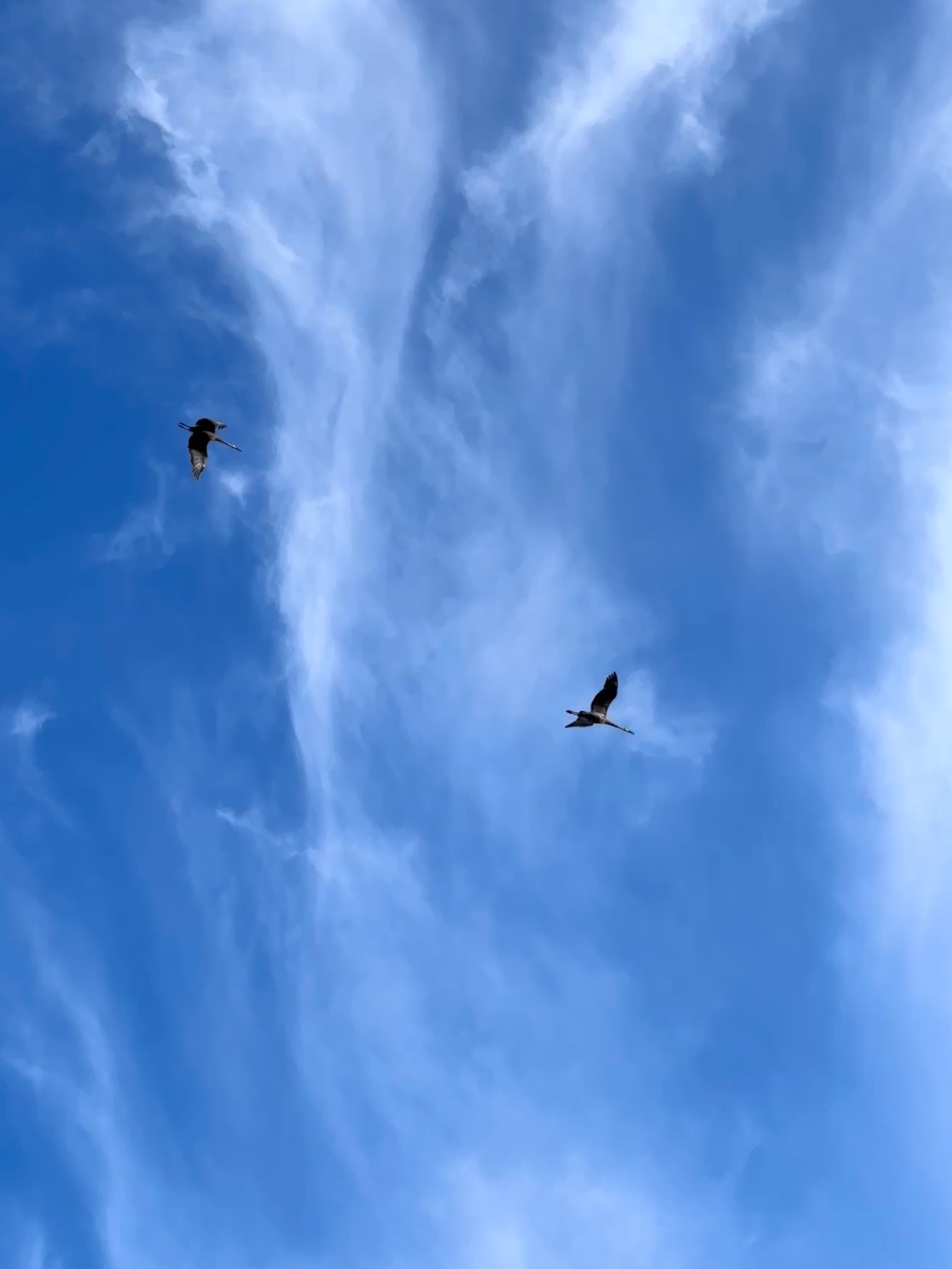 Community photo entitled Sandhill Cranes by Param Sharma on 08/14/2024 at Marshfield,WI