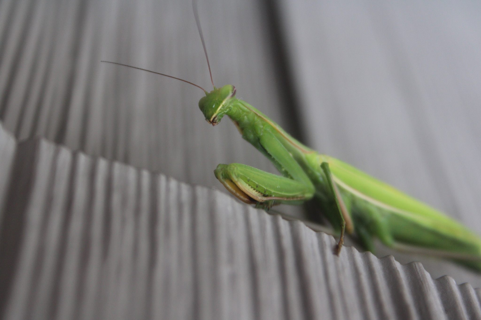 Community photo entitled Praying Mantis by Colette G on 08/16/2024 at New Jersey