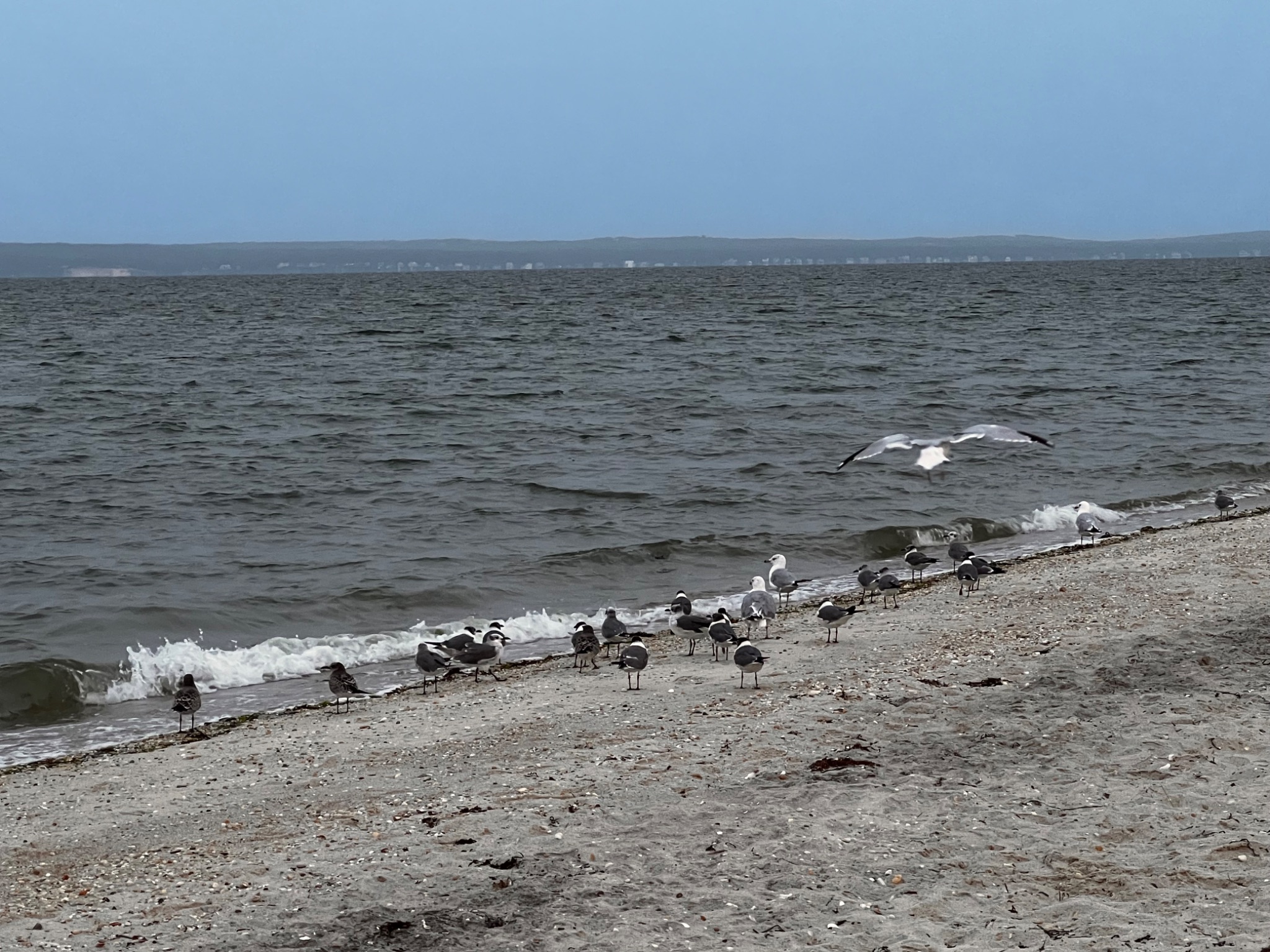 Community photo entitled Shore Birds by Sudhir Sharma on 08/16/2024 at Cutchogue, Long Island, NY