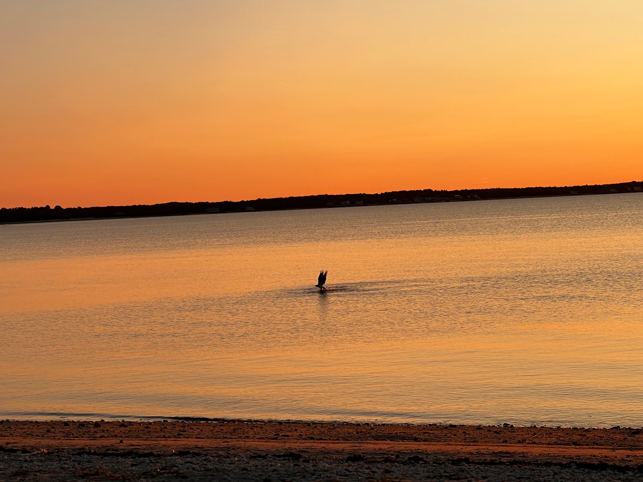 Community photo by Sudhir Sharma | Cutchogue, Long Island, NY