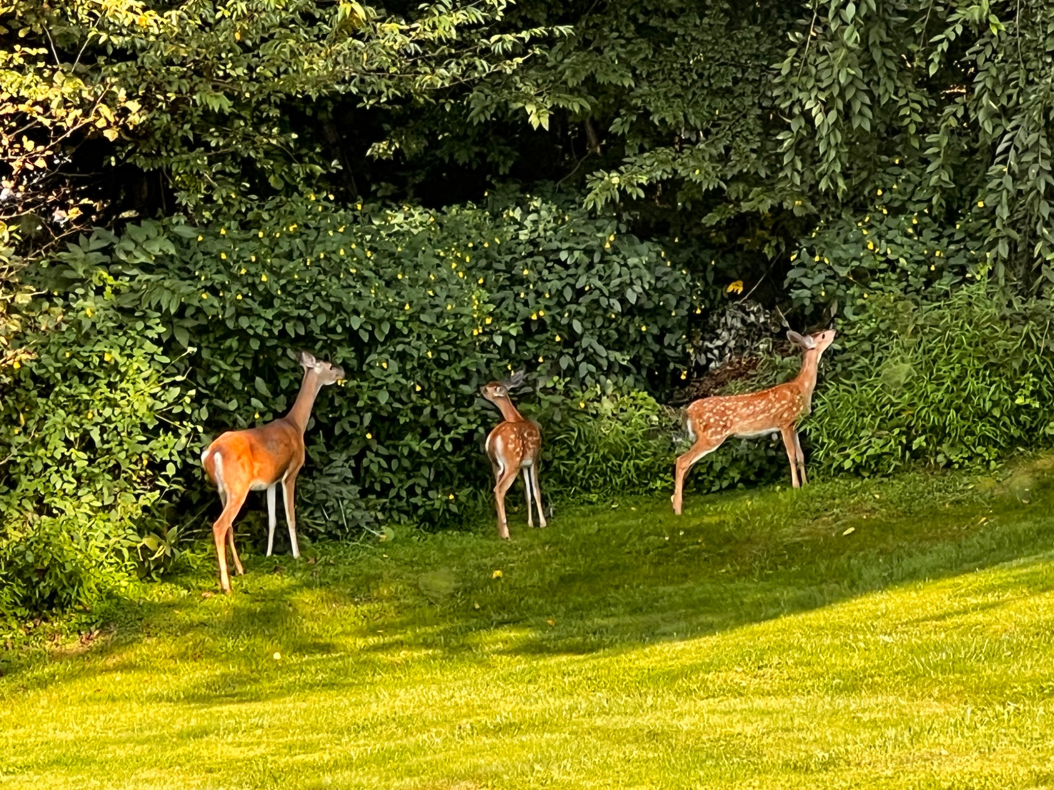 Community photo entitled Lunch Time by Sudhir Sharma on 08/30/2024 at Stormville, NY