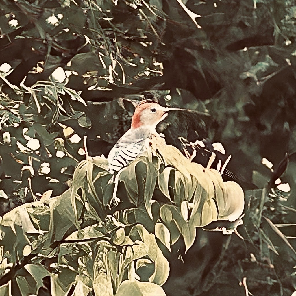 Community photo entitled Red-Bellied Woodpecker by Stephen Montag on 08/15/2024 at Livingston, NJ