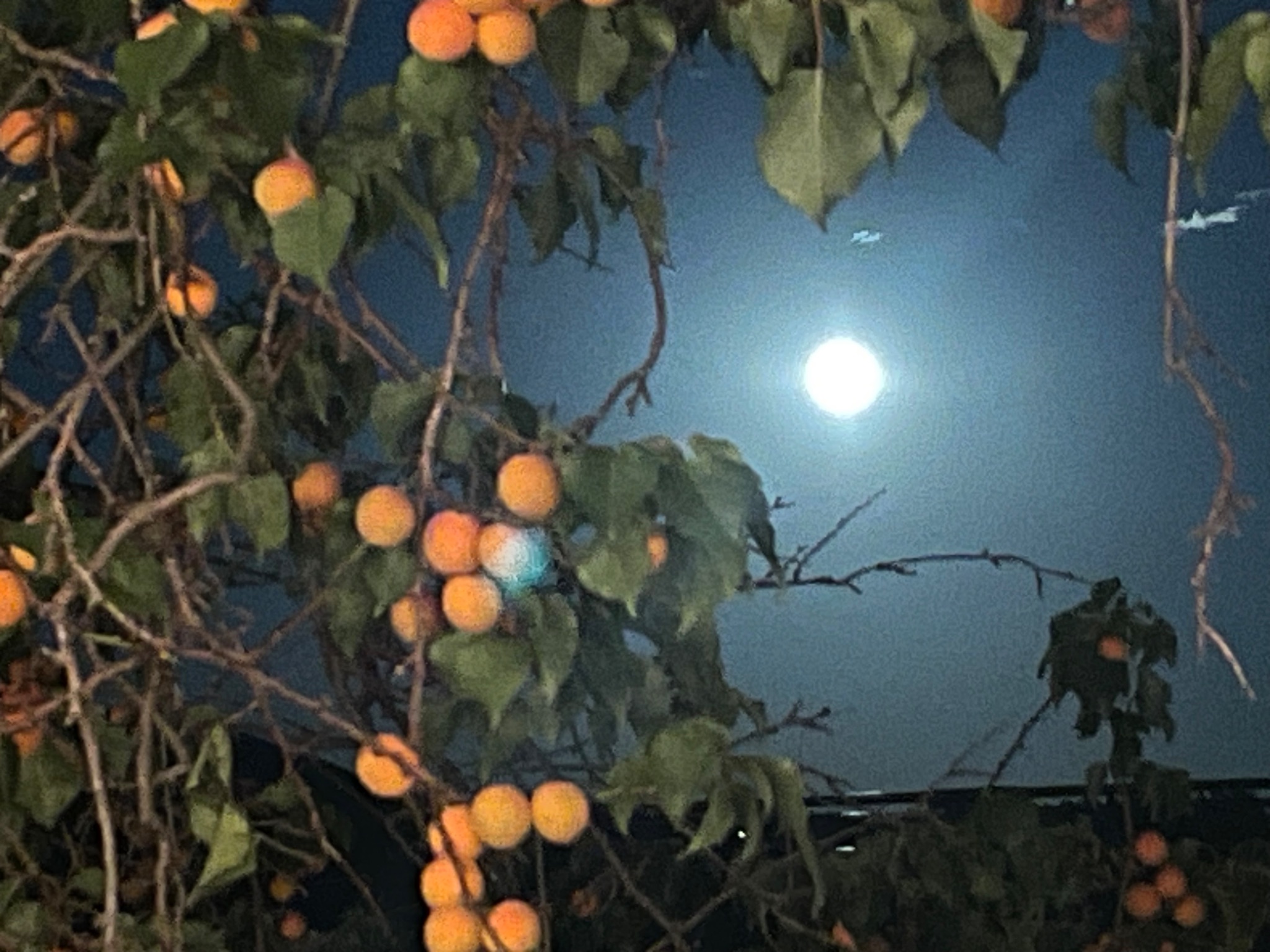 Community photo entitled Apricot Suns & Blue Moon Glow Earths Summer by gianna carotenuto on 08/19/2024 at Santa Fe, New Mexico