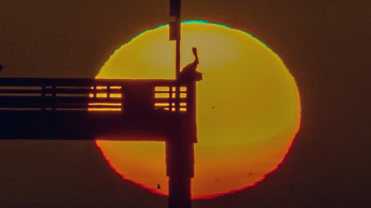 Community photo entitled Pelican at Sunset by Jim Grant on 08/14/2024 at Ocean beach ca