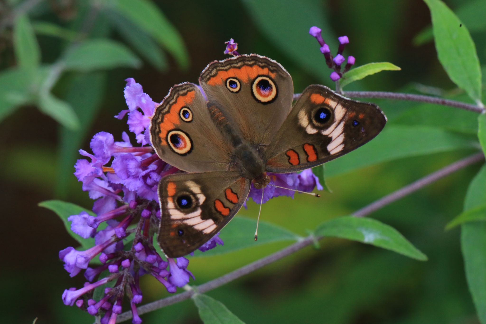 Community photo entitled The Buckeye. by Bill Kozar on 08/02/2024 at Backyard flower garden Taylorsville Indiana, USA