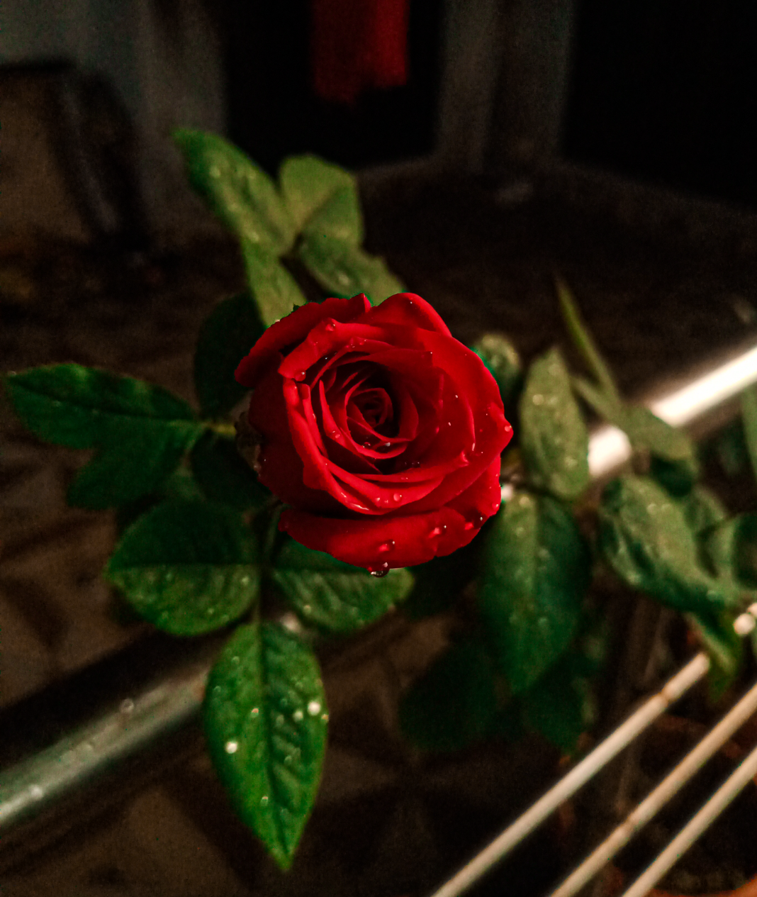 Community photo entitled Rose with dew by Astro Observer on 08/16/2024 at Sindhudurg, Maharashtra,India